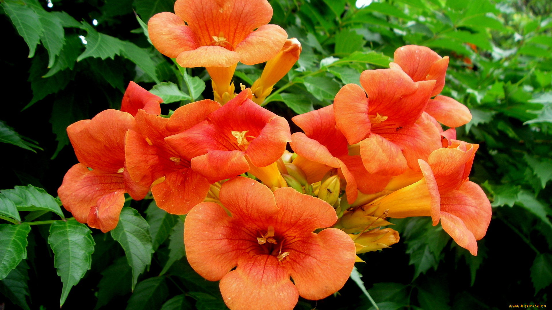 цветы, кампсис, текома, лепестки