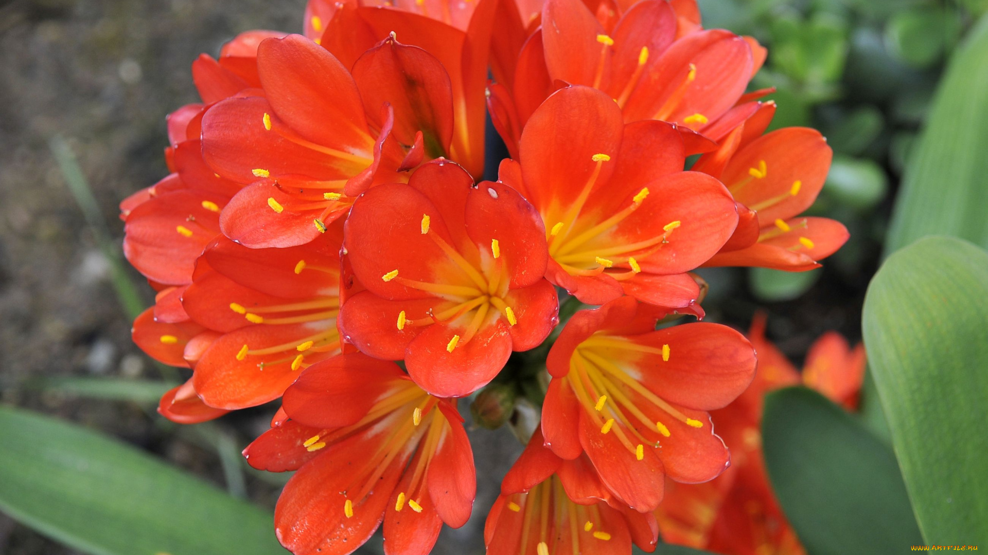 цветы, кливия, оранжевый