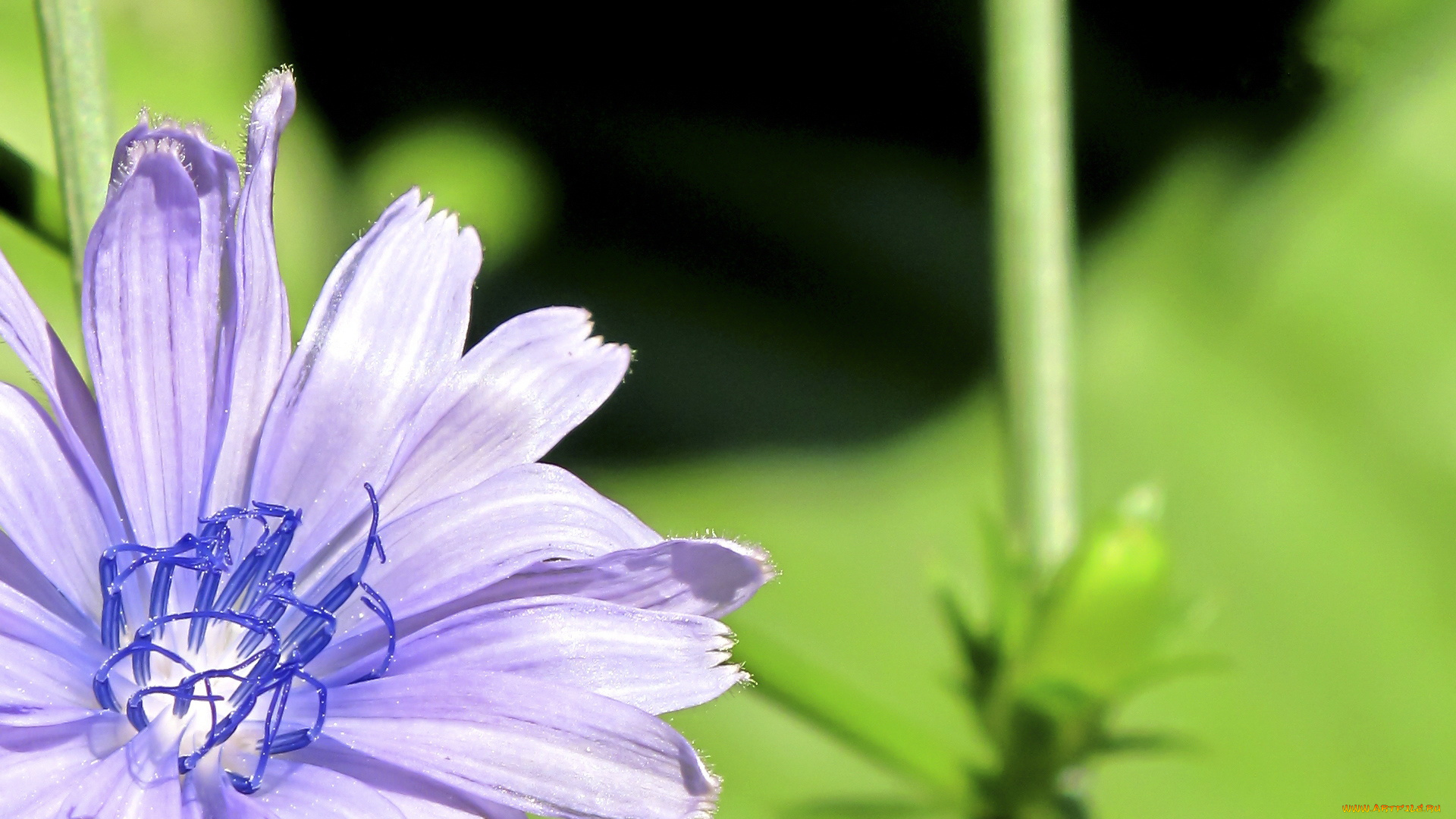 цветы, луговые, полевые, лепестки