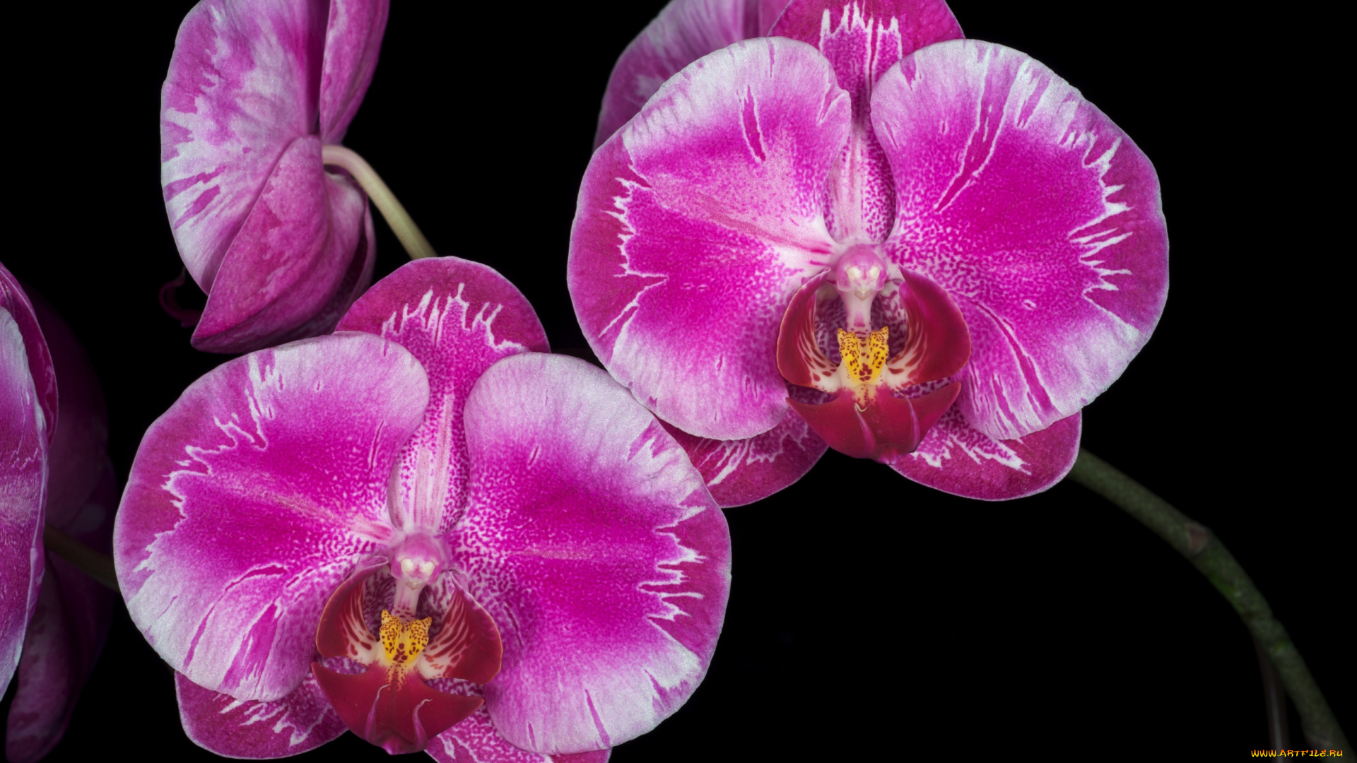 цветы, орхидеи, пестрый, розовый