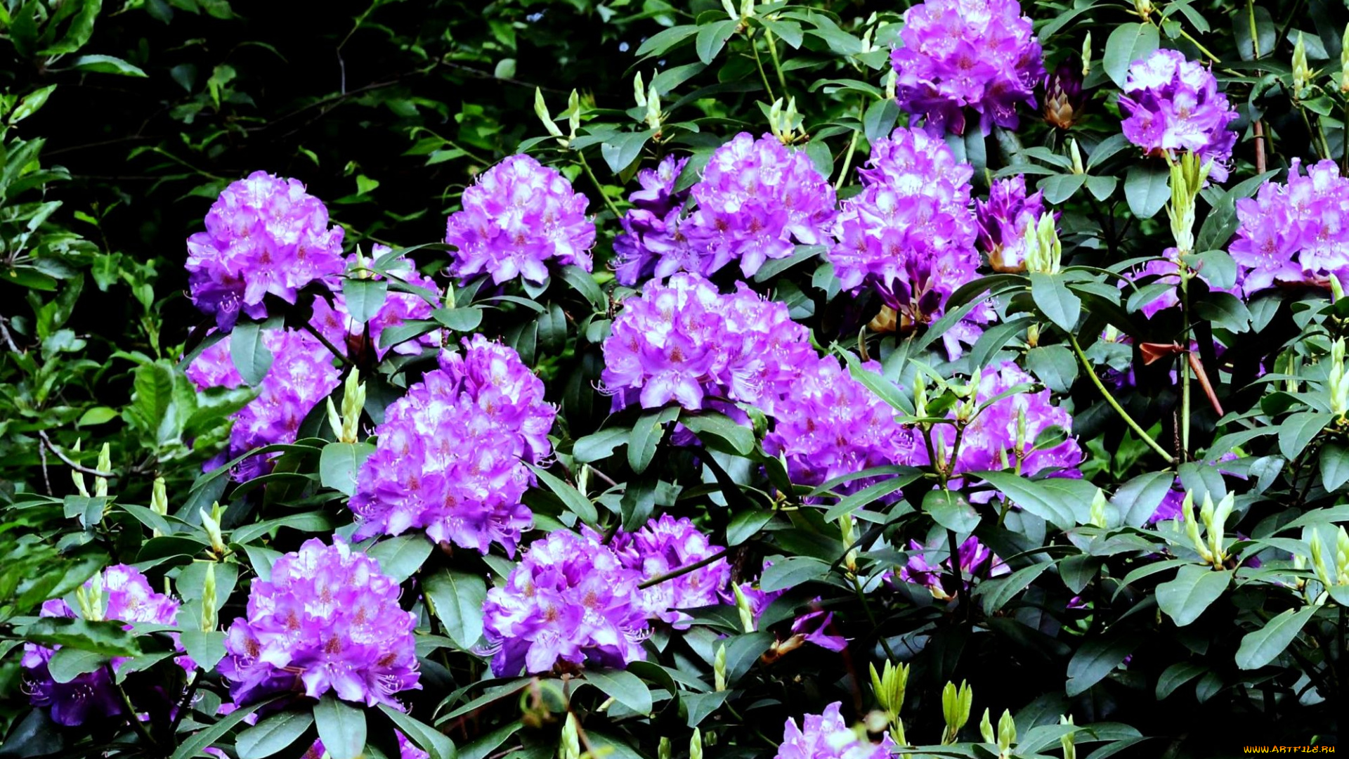 цветы, рододендроны, азалии, лиловый, куст