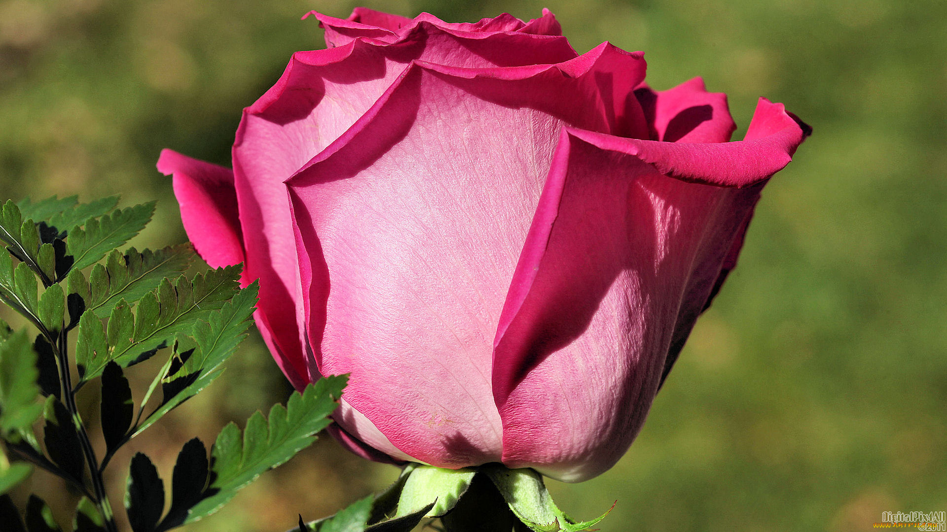 цветы, розы, роза