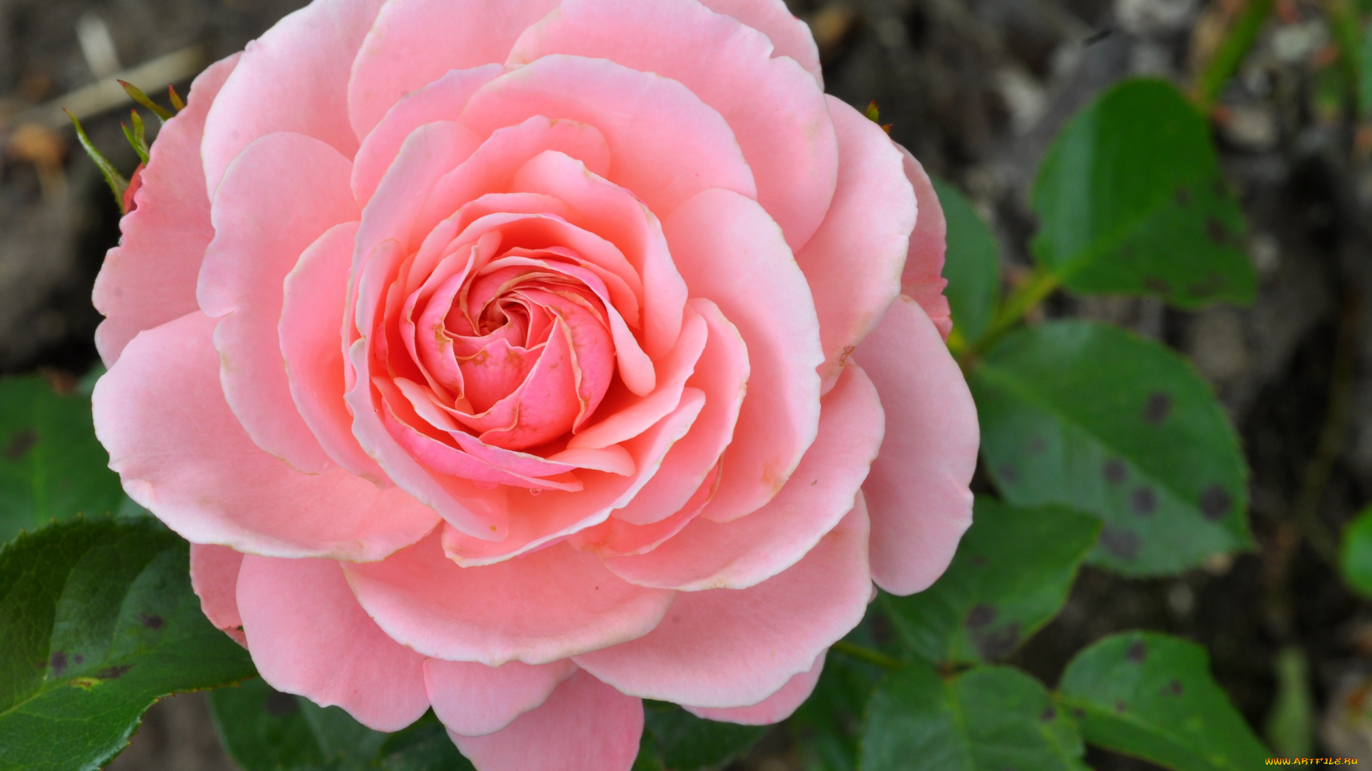 цветы, розы, розовый, круглый, лепестки