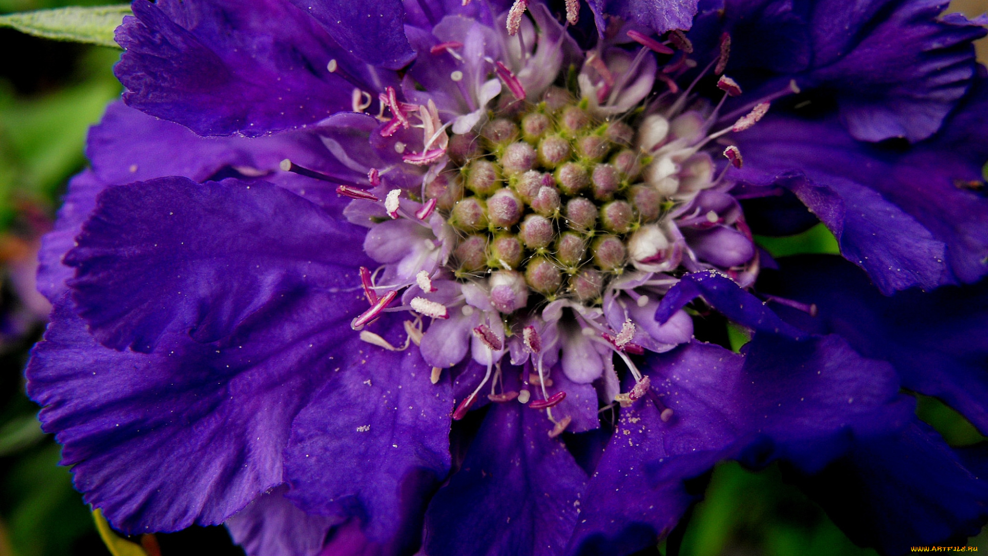 цветы, скабиоза, фиолетовый, макро