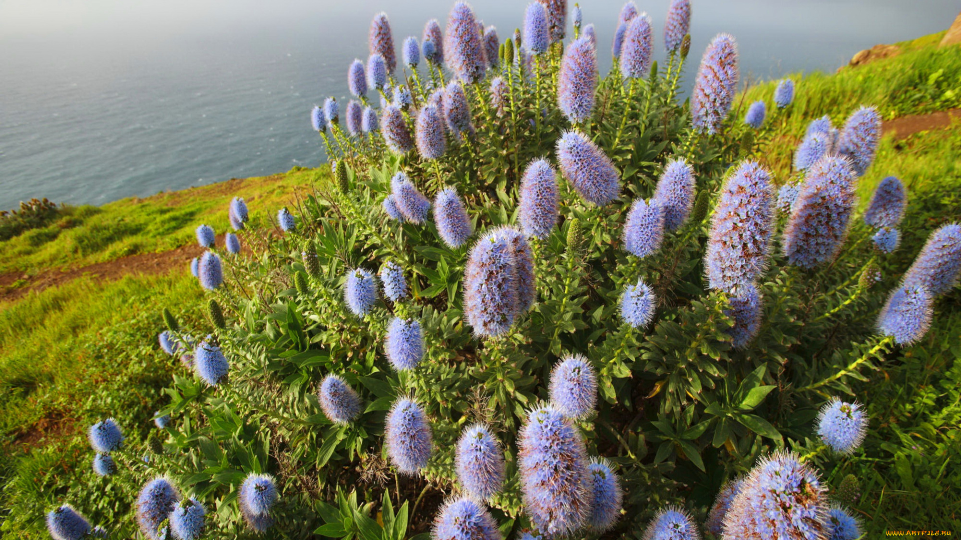 flowers, near, the, sea, цветы, луговые, полевые, побережье, море