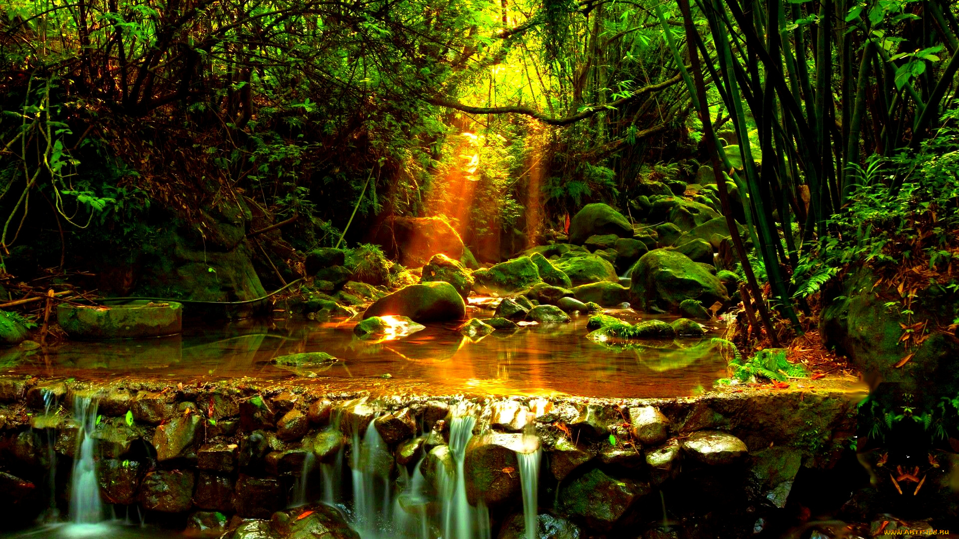 forest, creek, природа, реки, озера, лес, ручей, камни, деревья