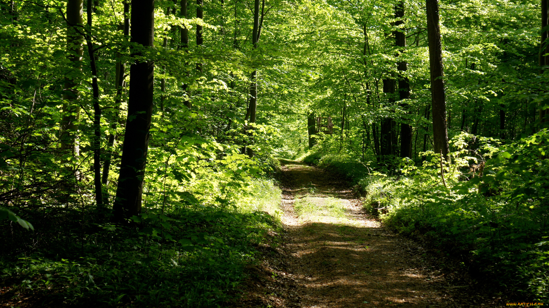 природа, дороги, лес