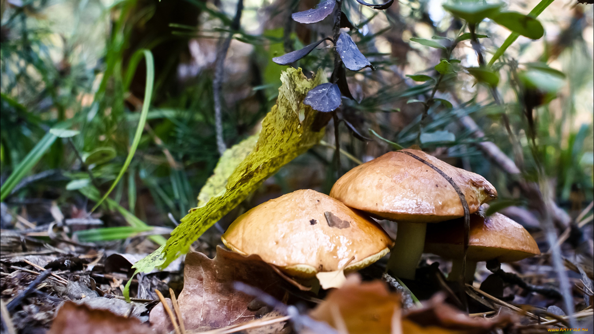 природа, грибы, деревья, трава, лес