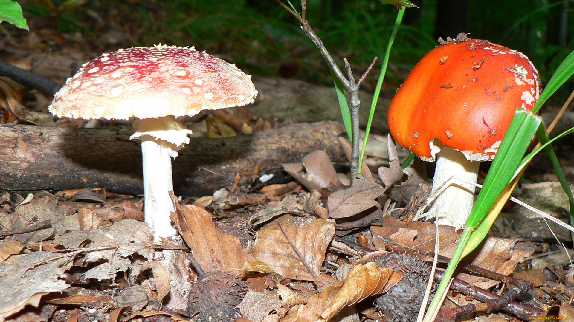 природа, грибы, мухомор, трава, листья, мухоморы