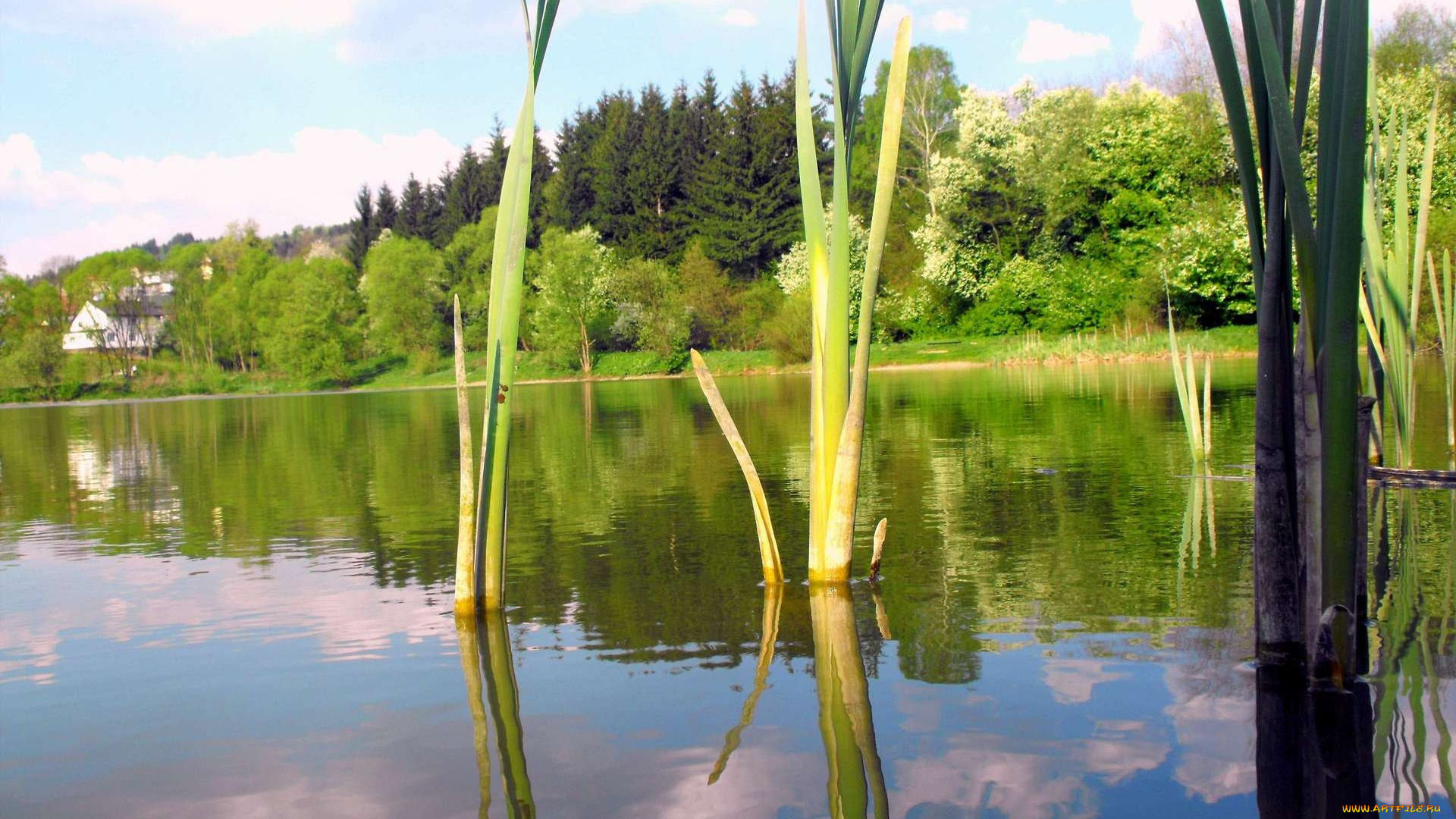 природа, реки, озера, камыши, река, деревья