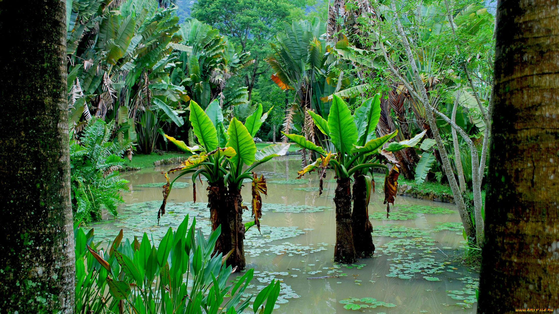 природа, тропики, лес, болото, деревья