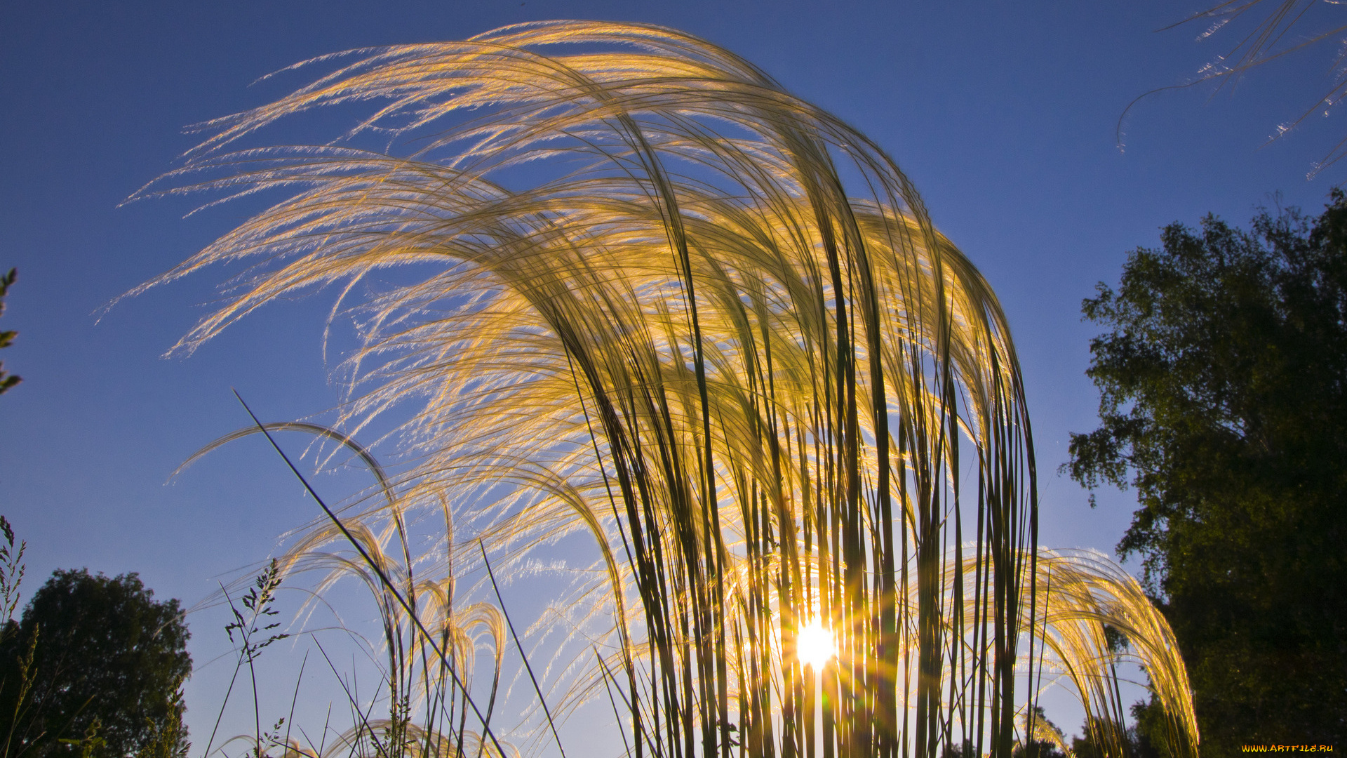 природа, восходы, закаты, лучи, трава, закат, солнце