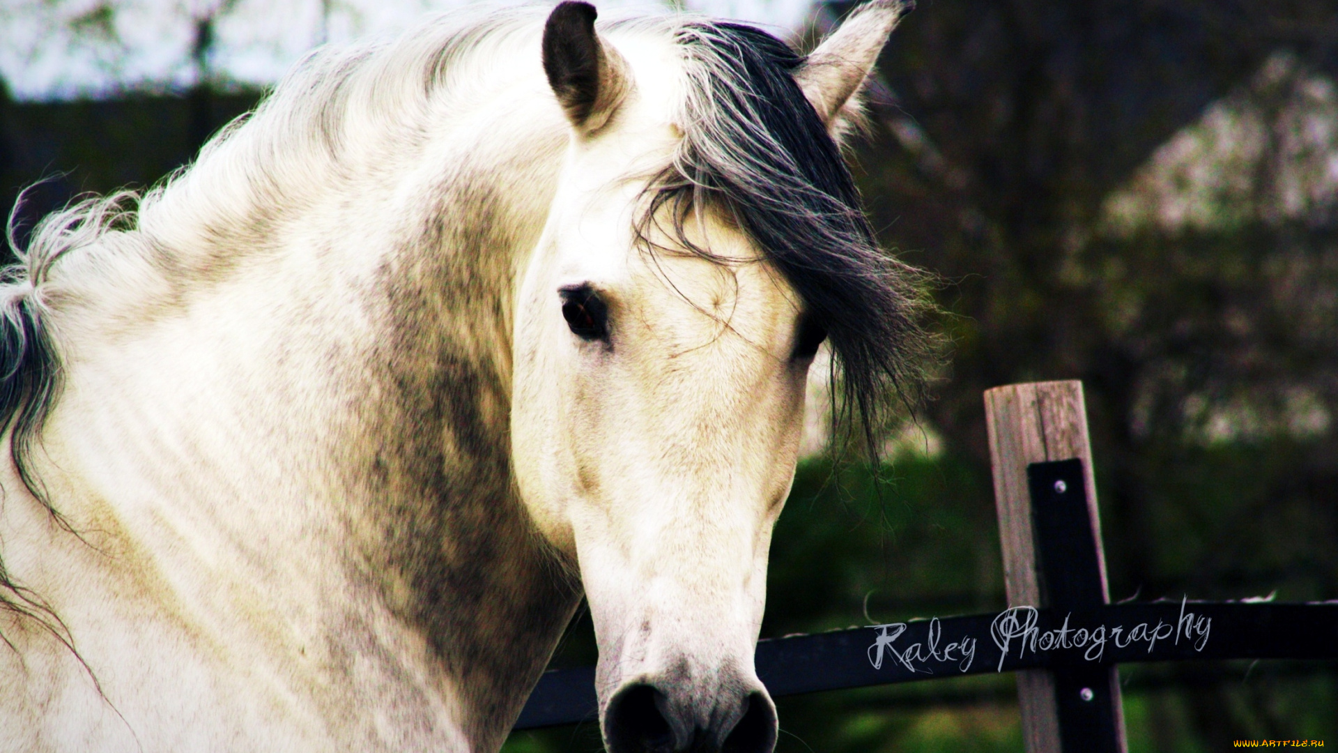 животные, лошади, конь, грива, портрет