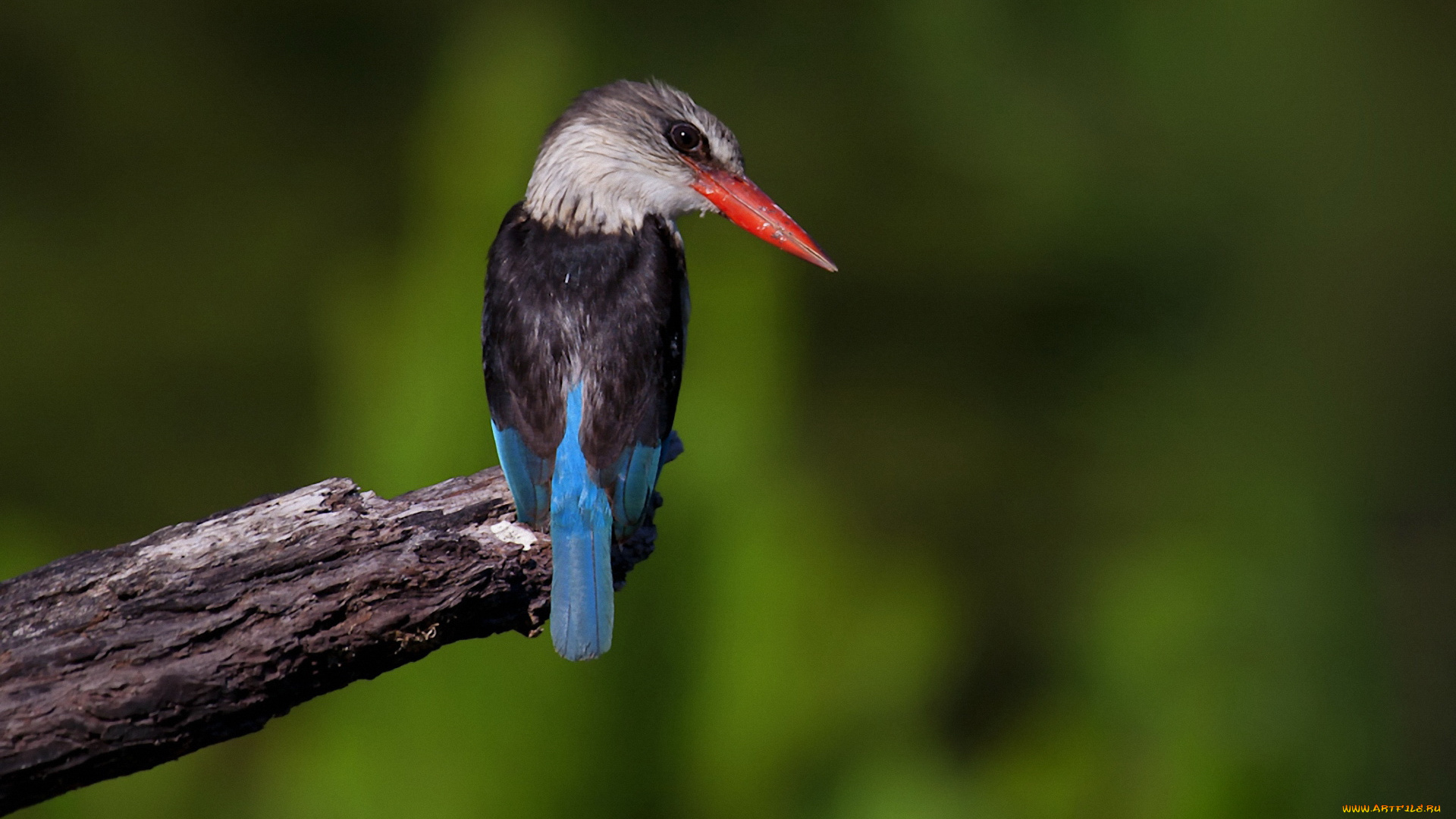животные, зимородки, ветка, птица