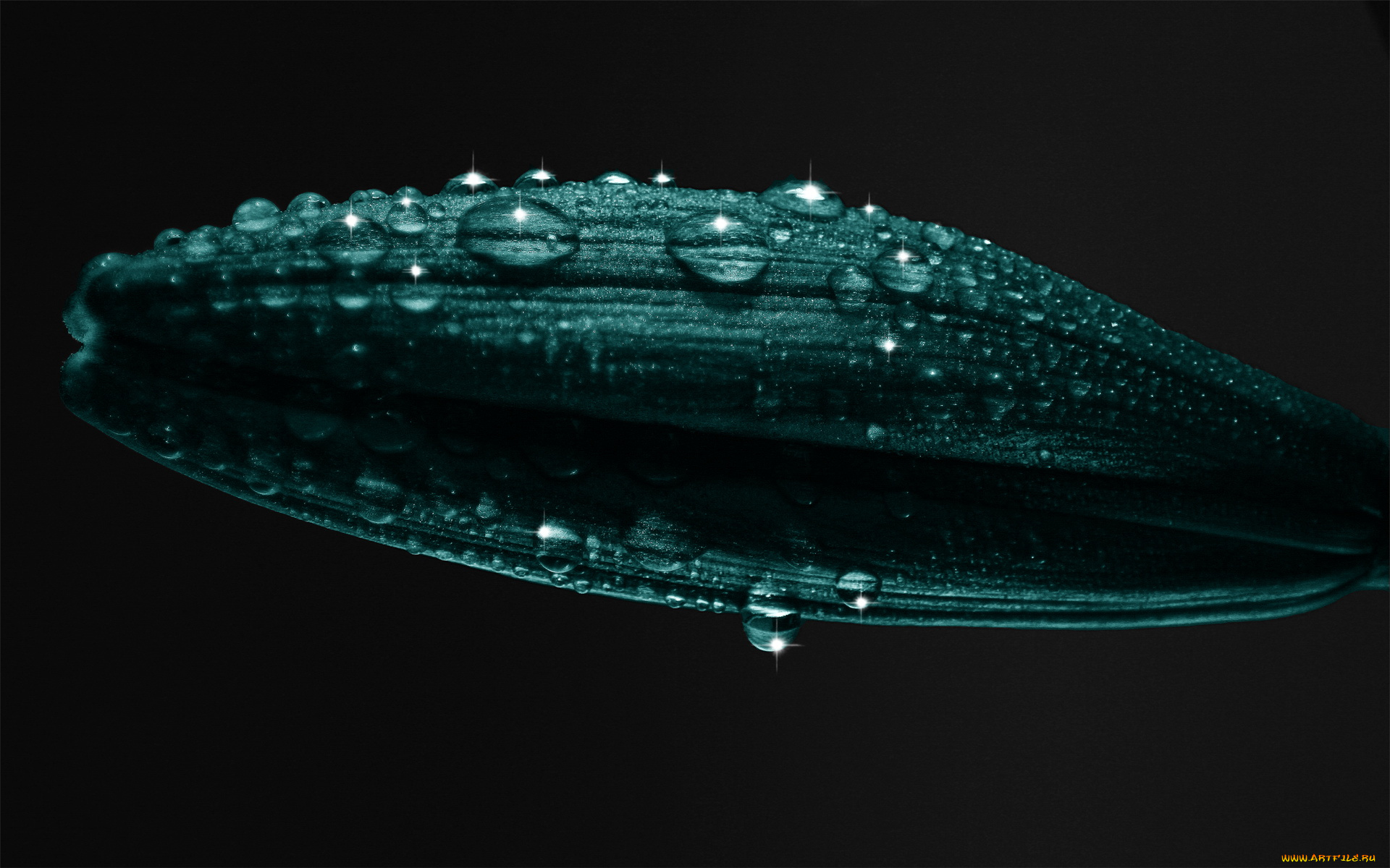 разное, капли, брызги, всплески, листочек