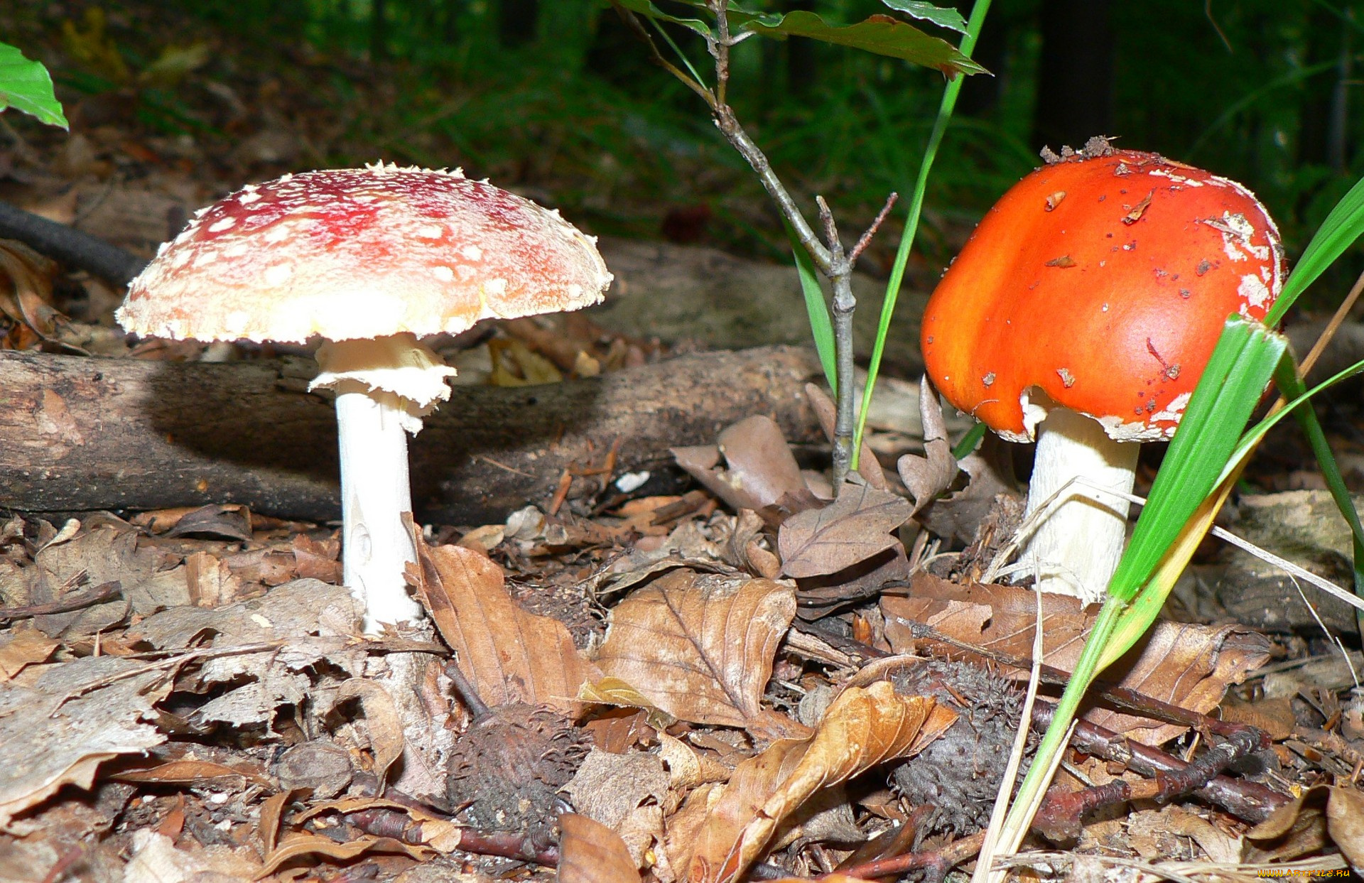 природа, грибы, мухомор, трава, листья, мухоморы