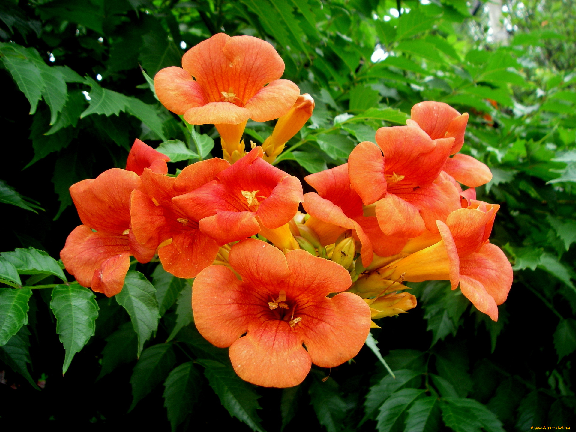 цветы, кампсис, текома, лепестки