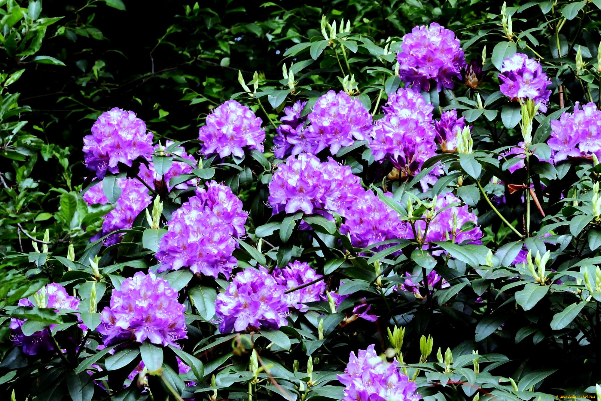 цветы, рододендроны, азалии, лиловый, куст