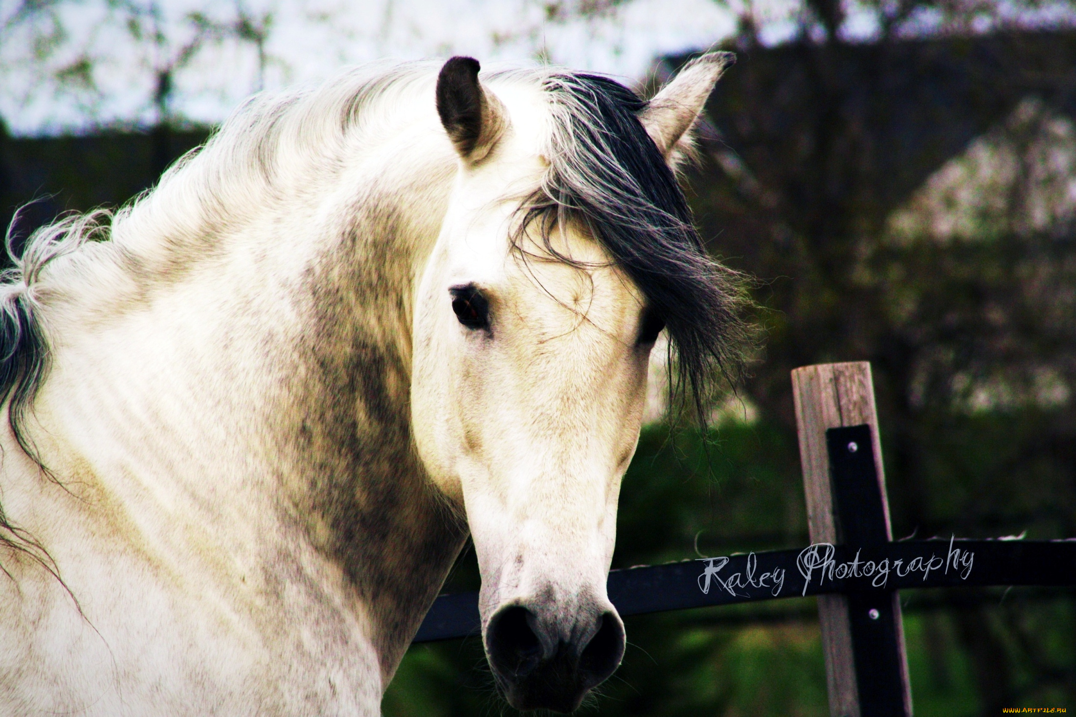 животные, лошади, конь, грива, портрет