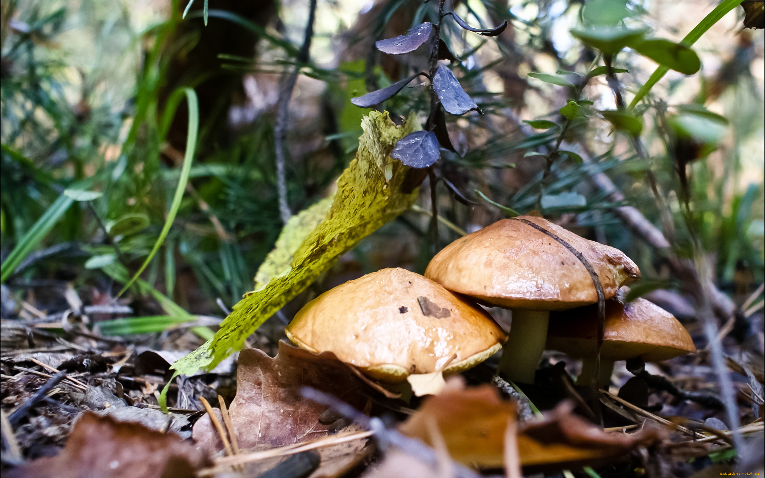 природа, грибы, деревья, трава, лес