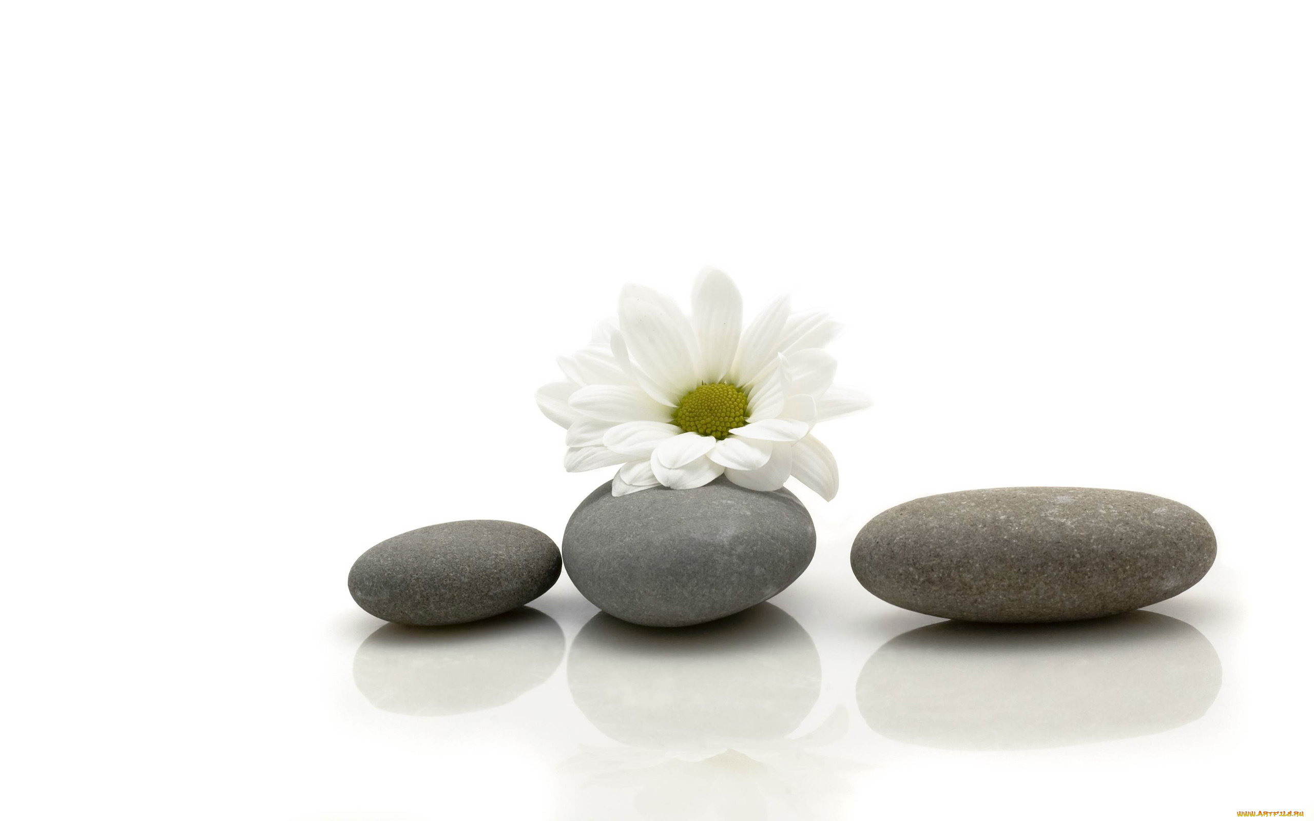 разное, ракушки, кораллы, декоративные, spa, камни, ромашка