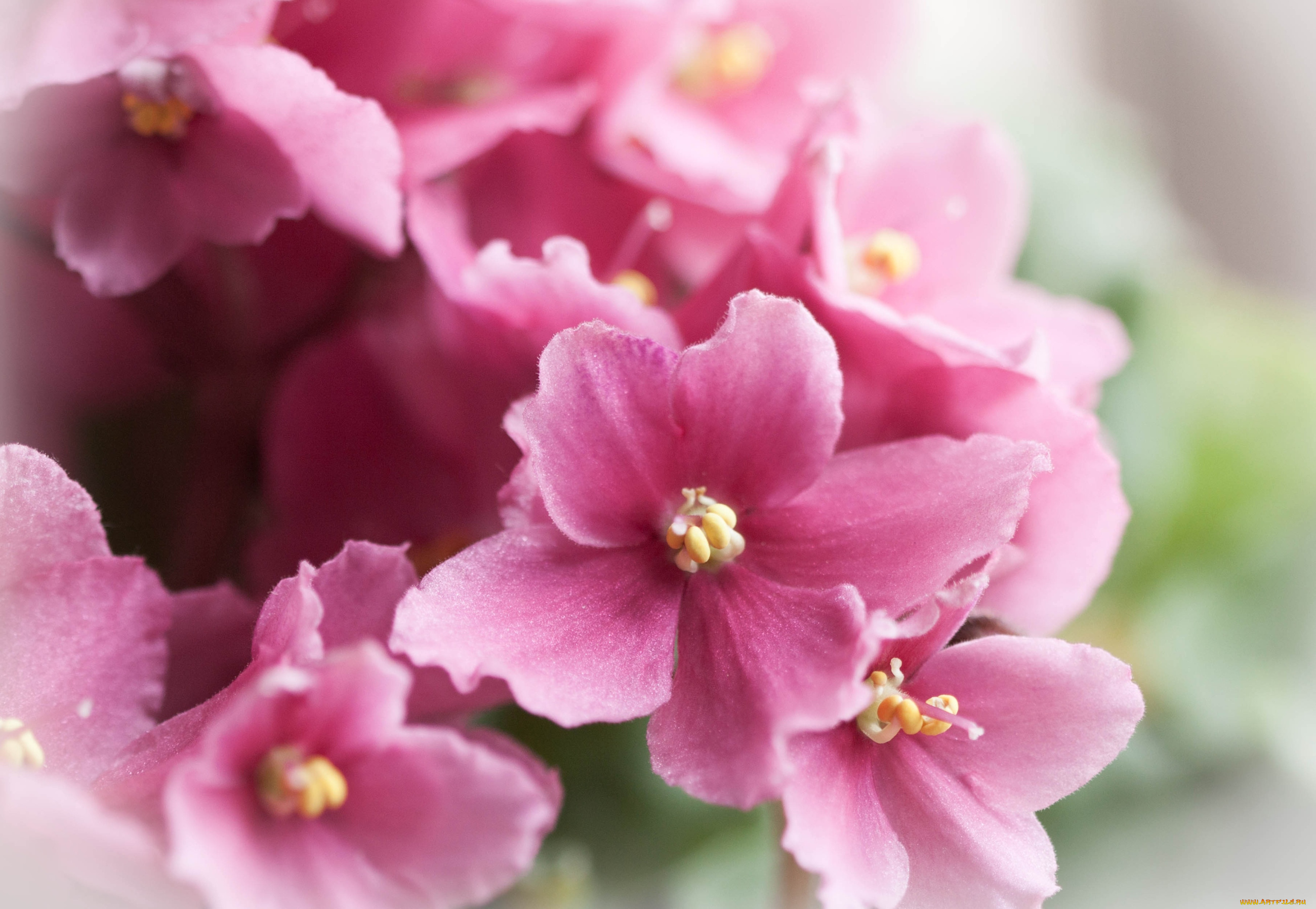 цветы, фиалки, розовый