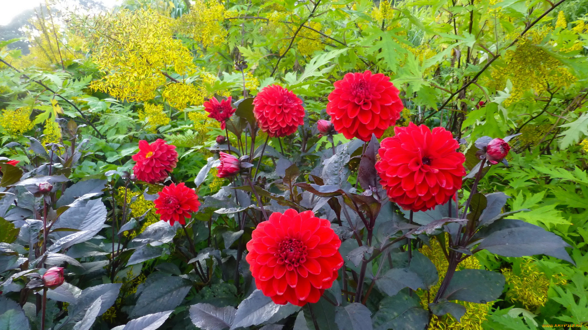 цветы, георгины