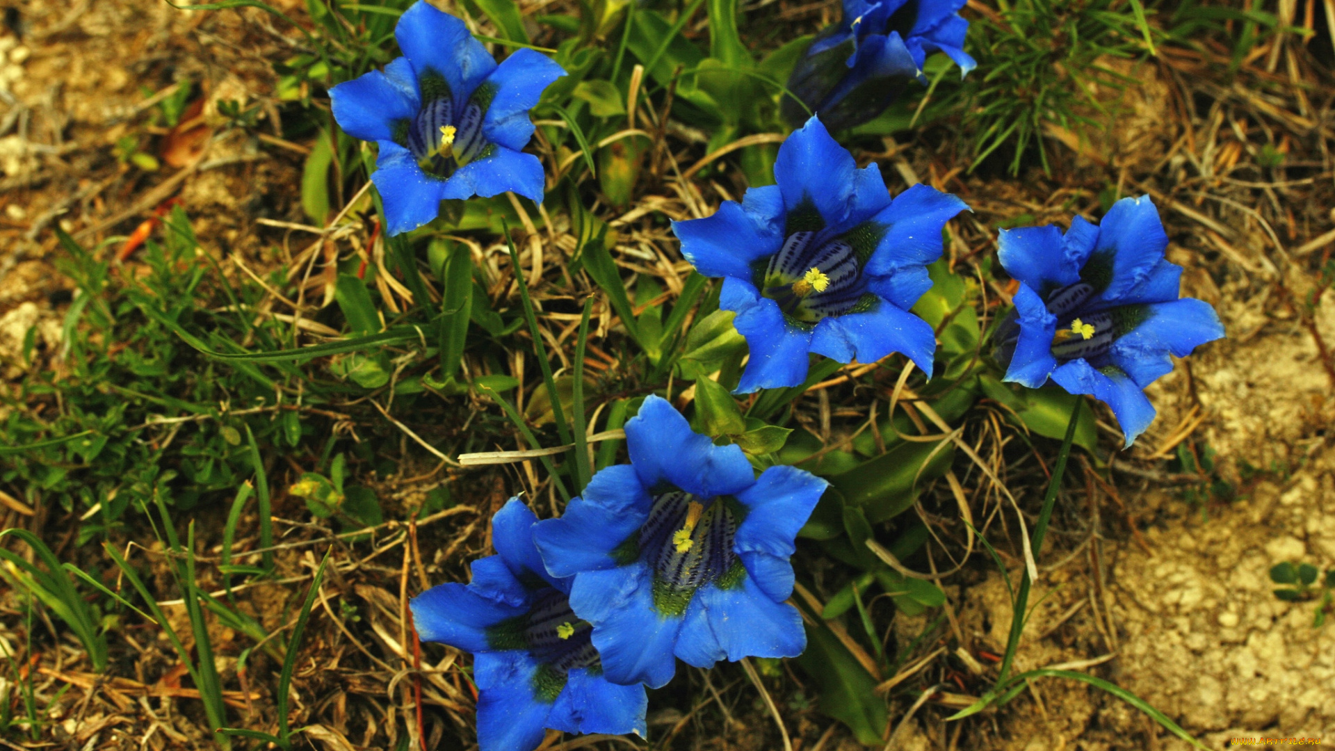 цветы, горечавки, синий