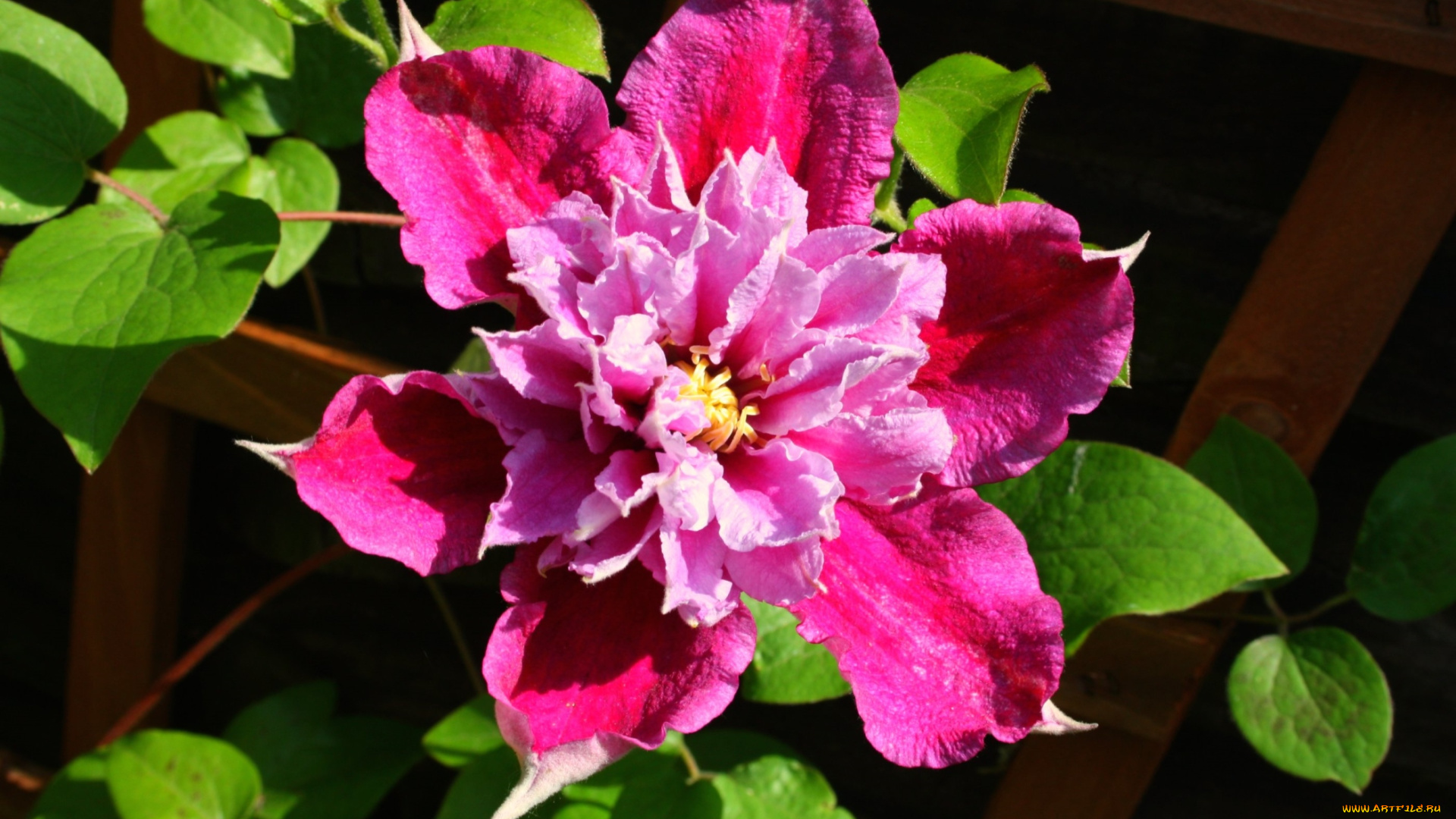 цветы, клематис, ломонос, макро, розовый