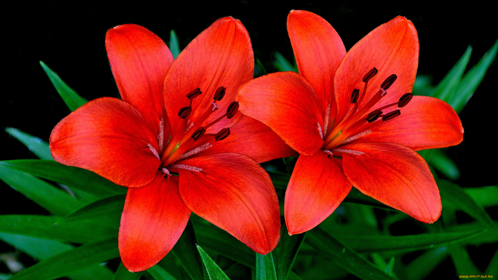 цветы, лилии, лилейники, пара