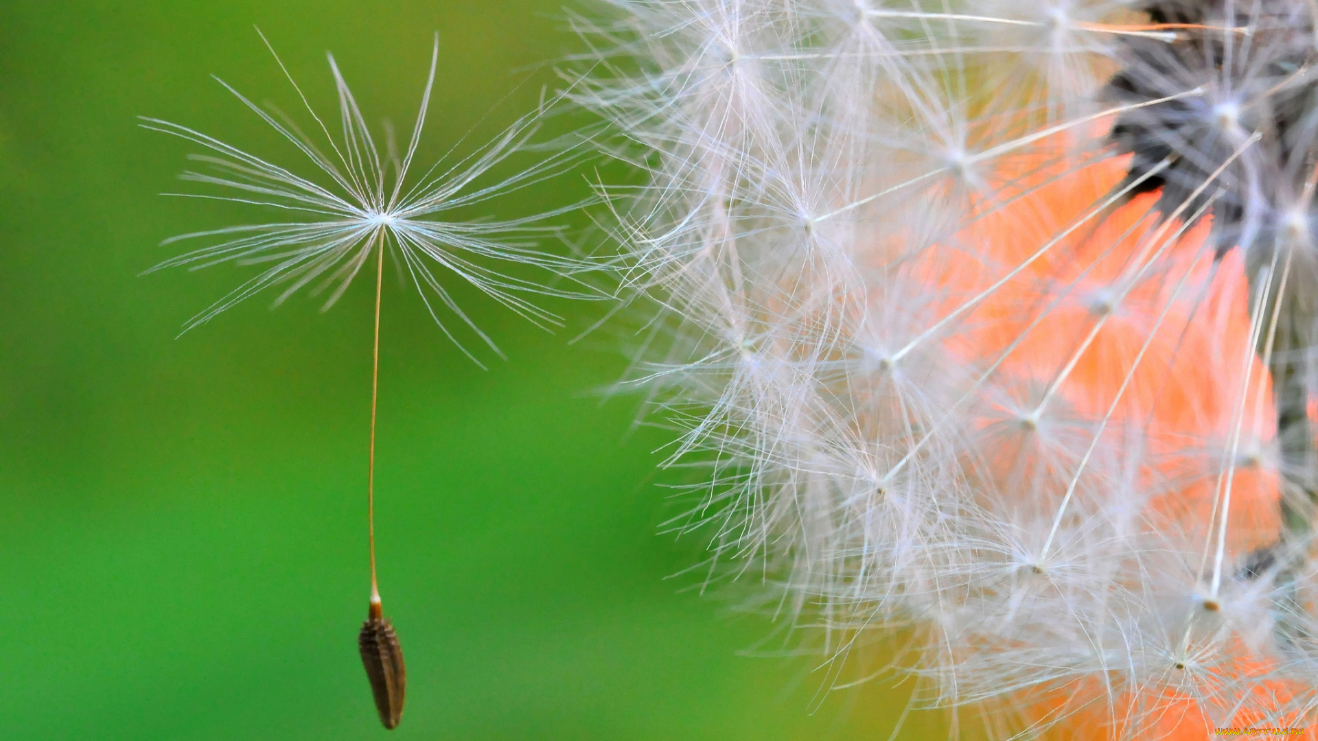 цветы, одуванчики, одуван, макро, парашютик