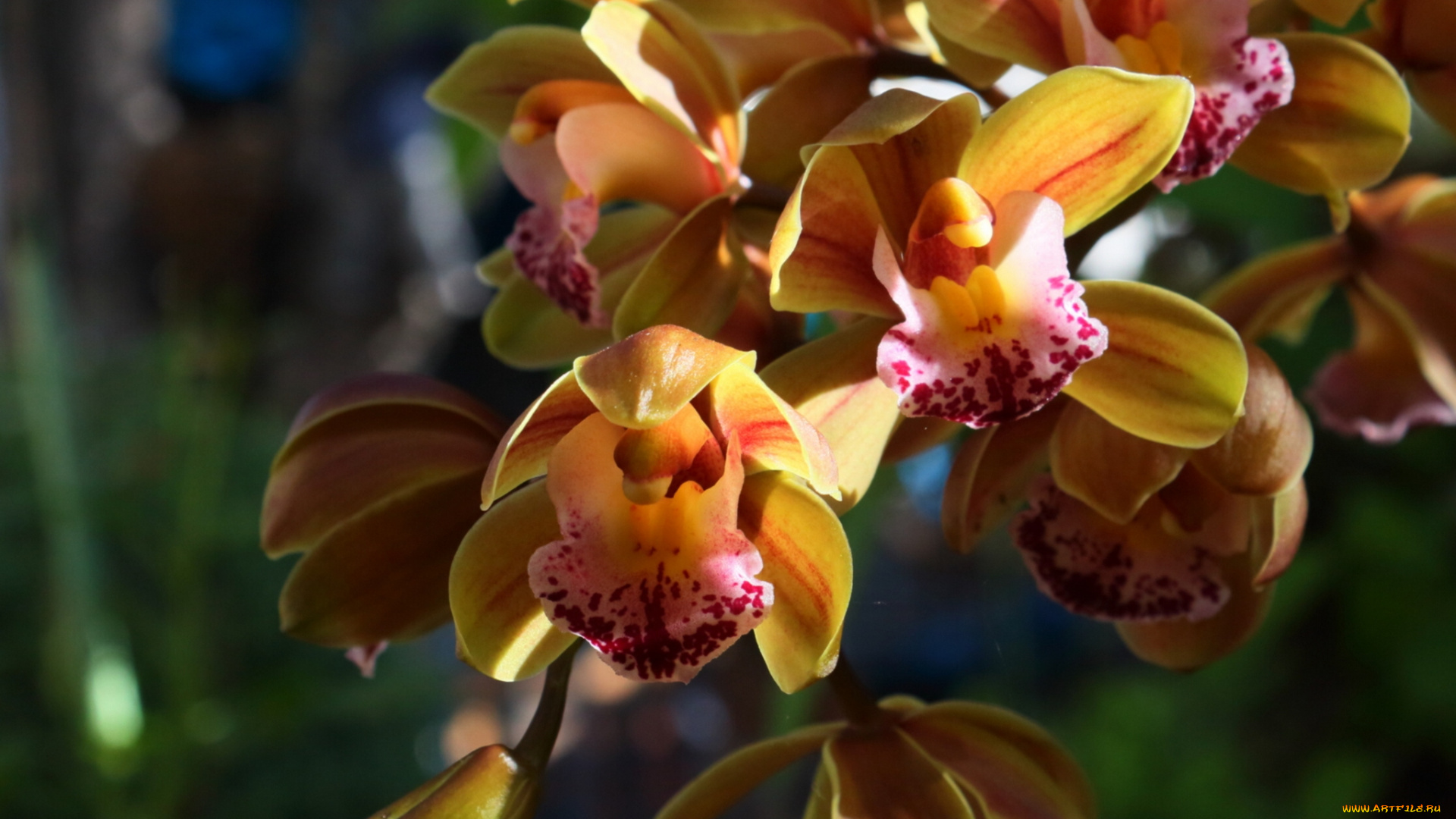 цветы, орхидеи, экзотика, соцветие