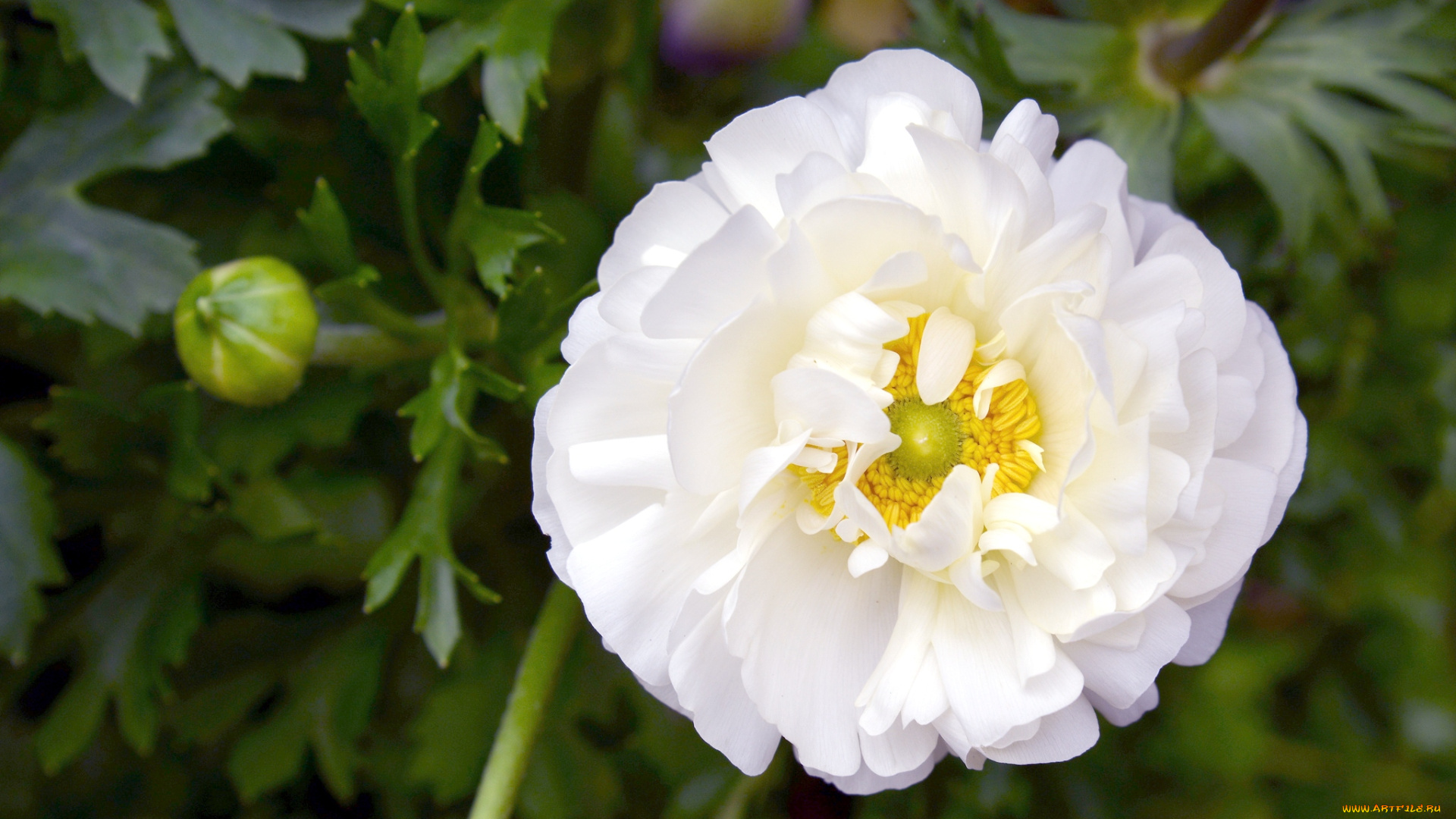 цветы, ранункулюс, азиатский, лютик, белый