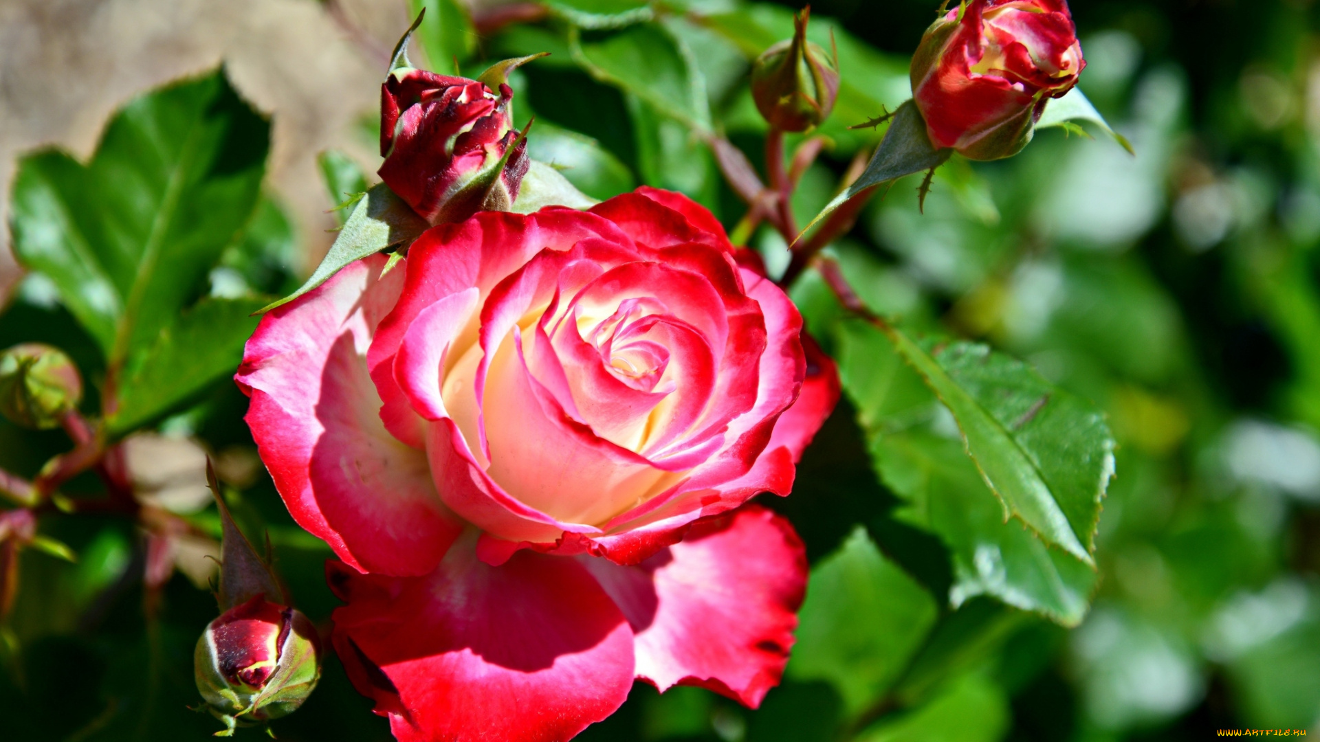 цветы, розы