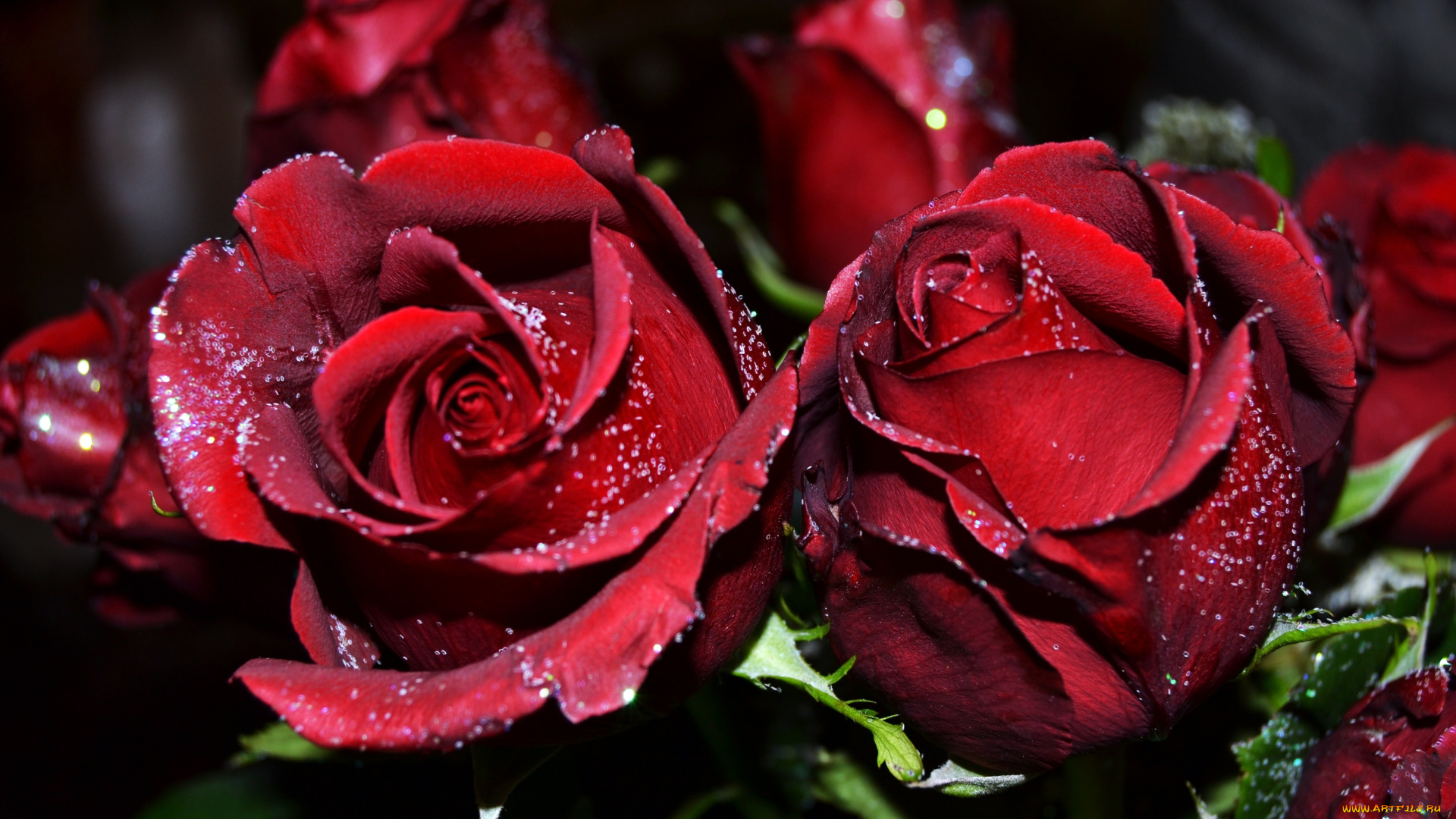 цветы, розы, бордовый