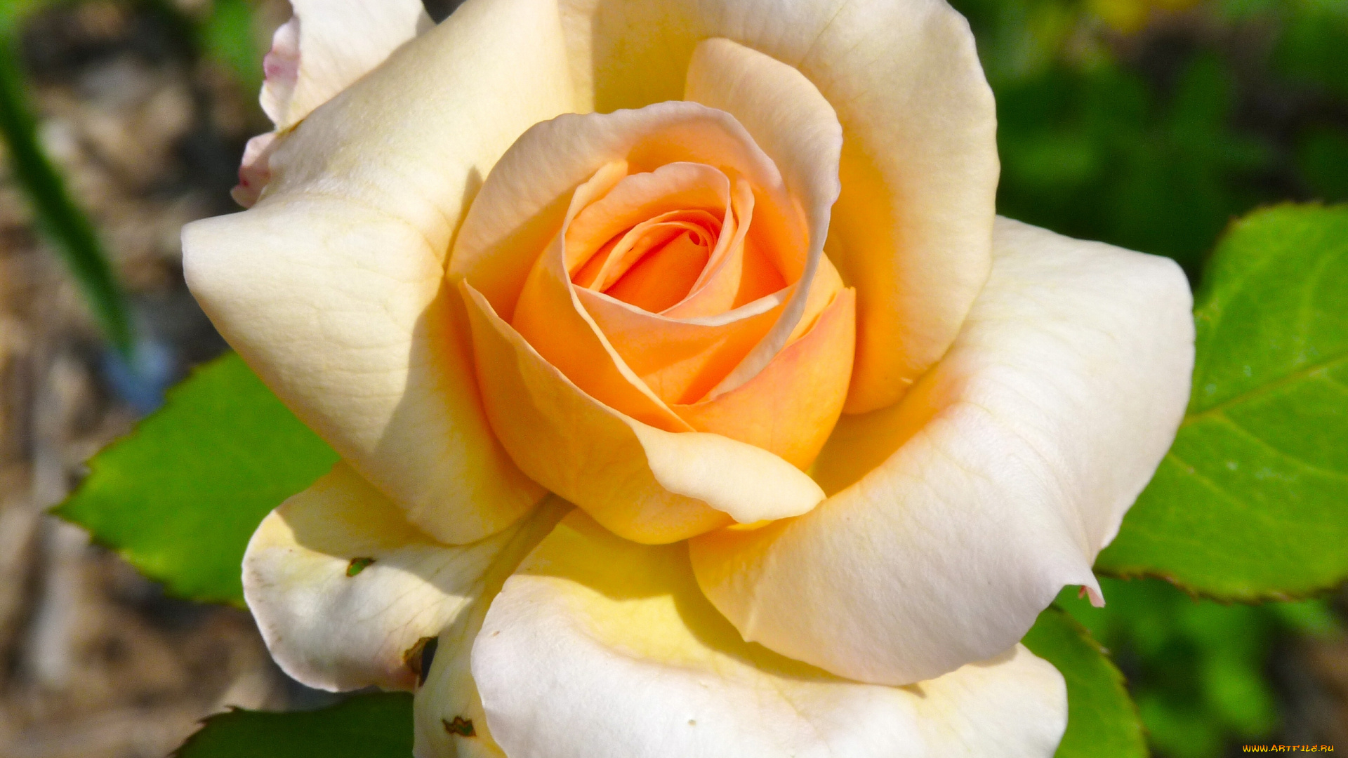 цветы, розы, бутон, лепестки, макро