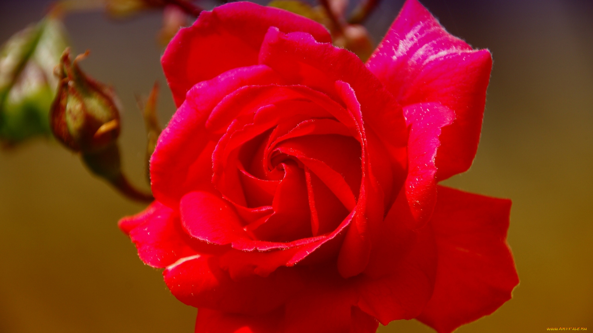 цветы, розы, макро