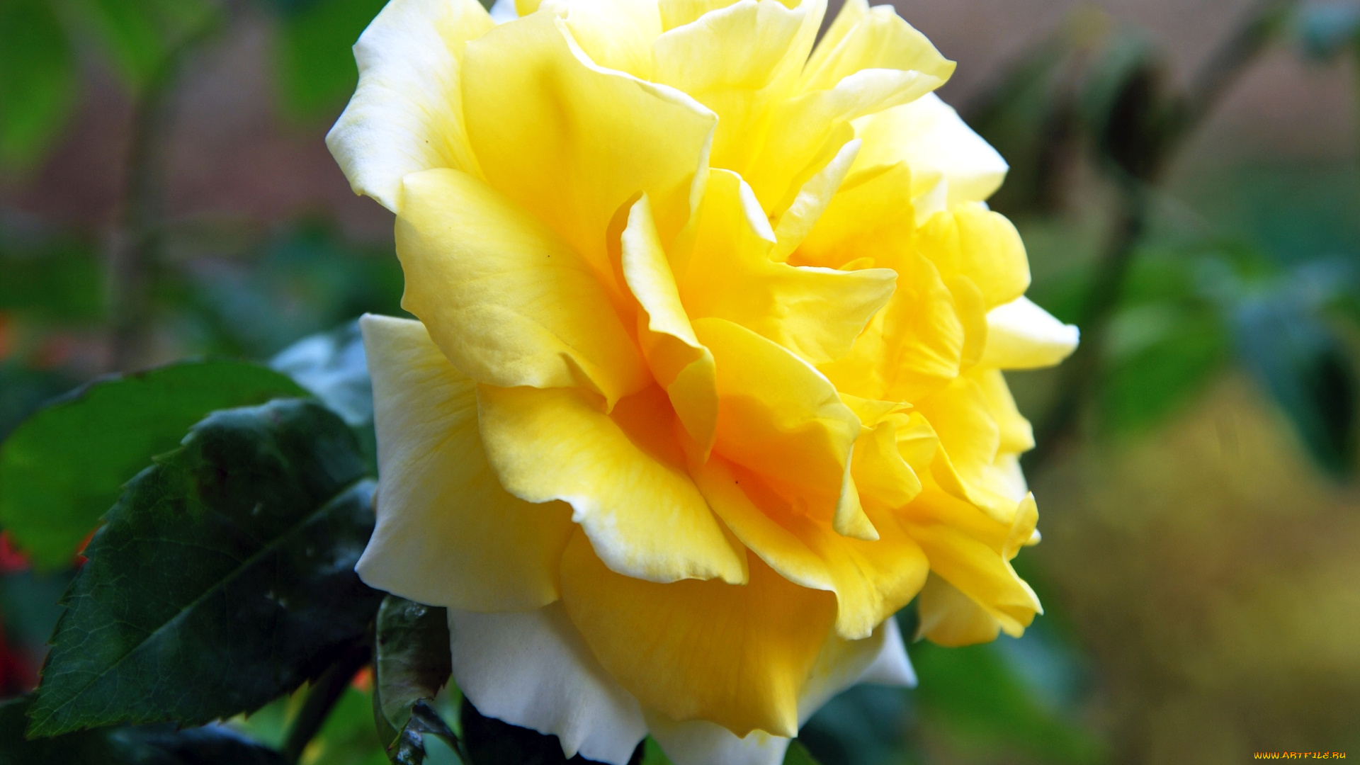 цветы, розы, желтый