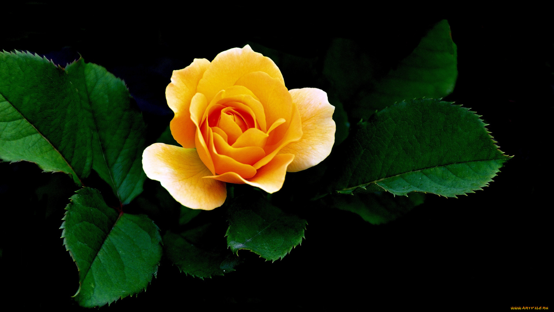 цветы, розы, желтый