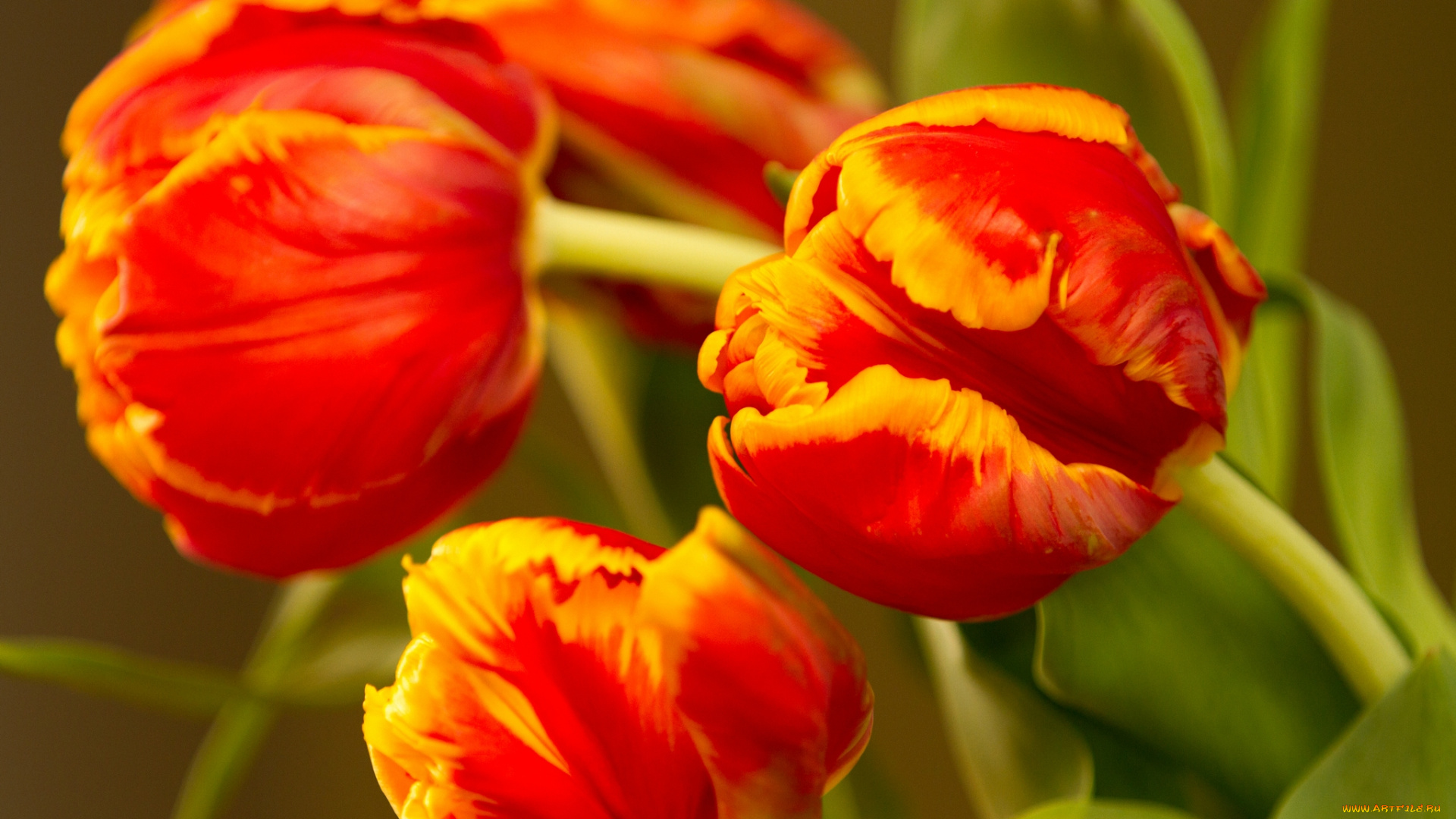 цветы, тюльпаны, макро, бутоны