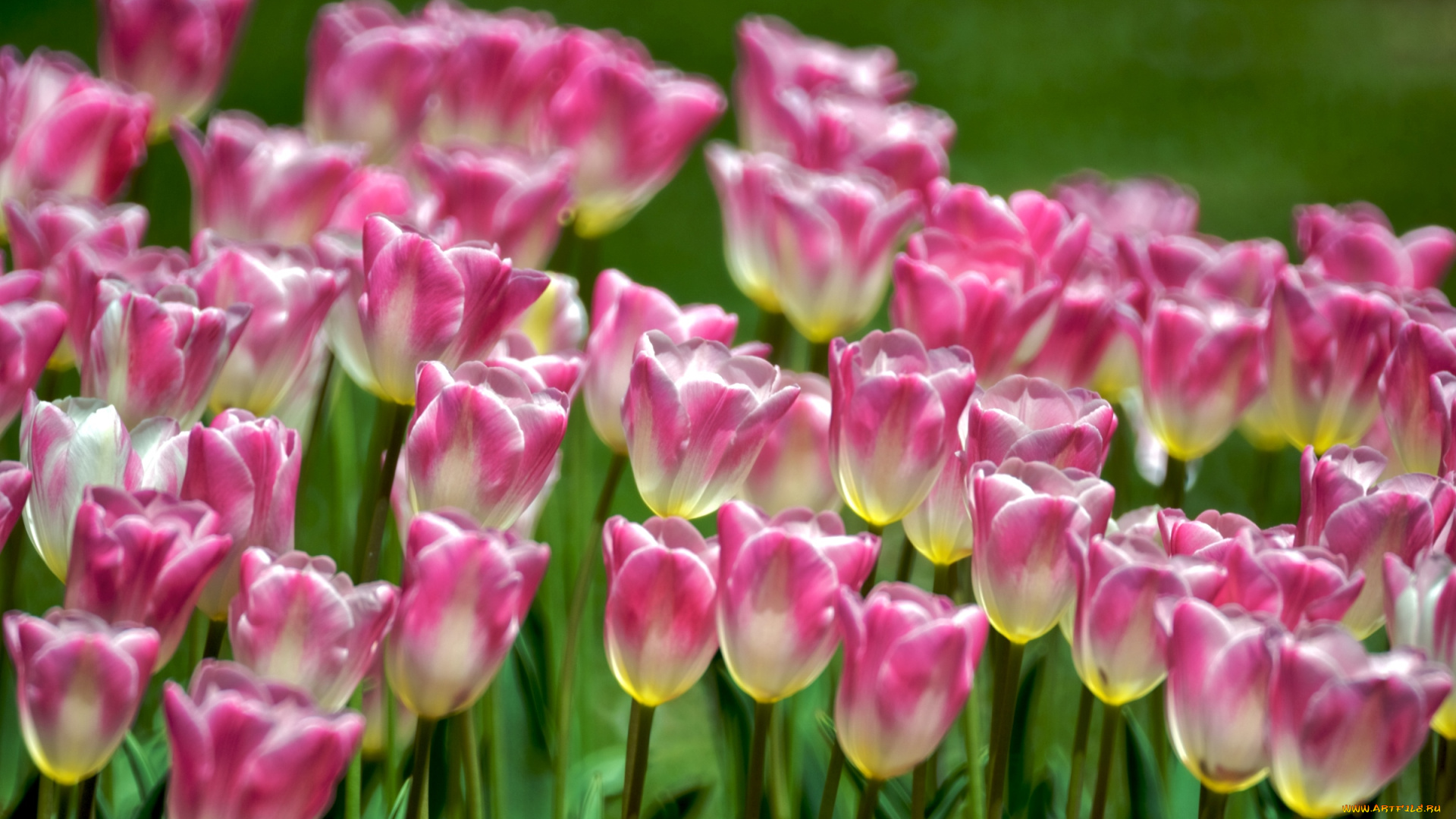 цветы, тюльпаны, пестрый