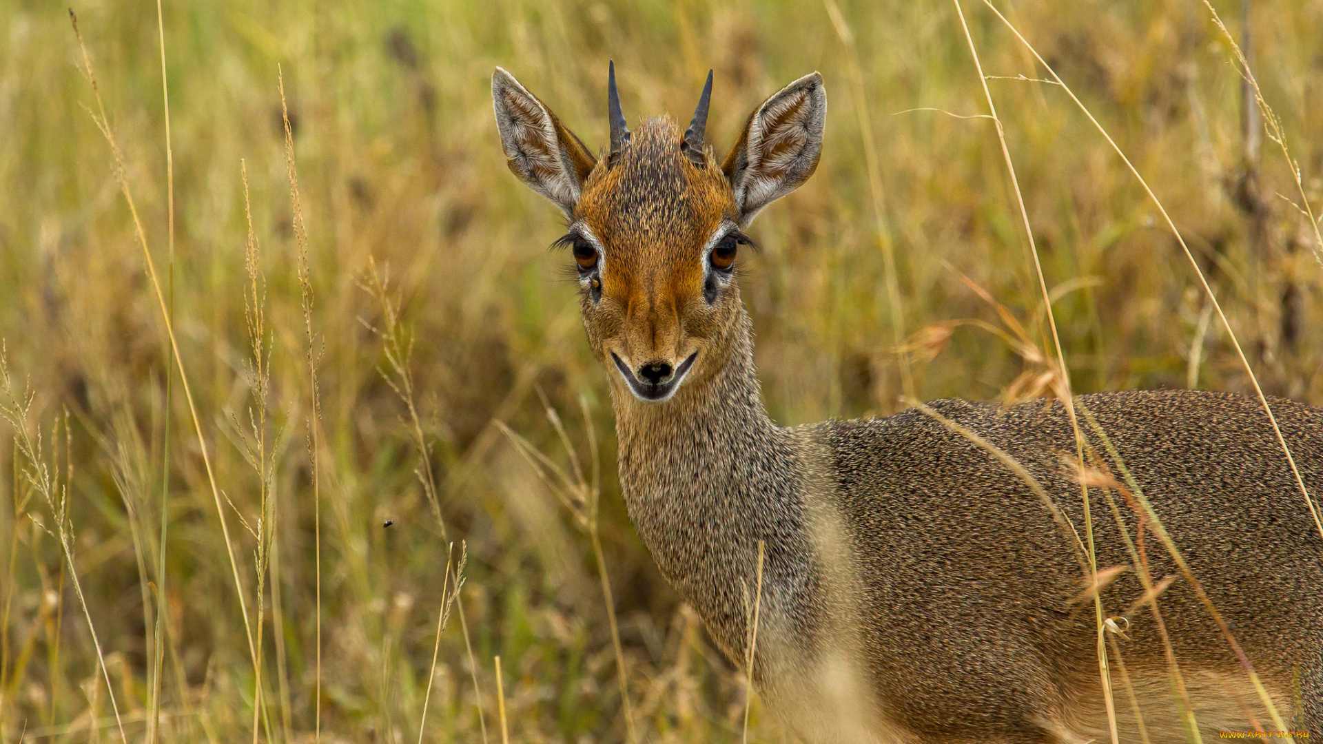 животные, антилопы, глаза, антилопа, дик-дик