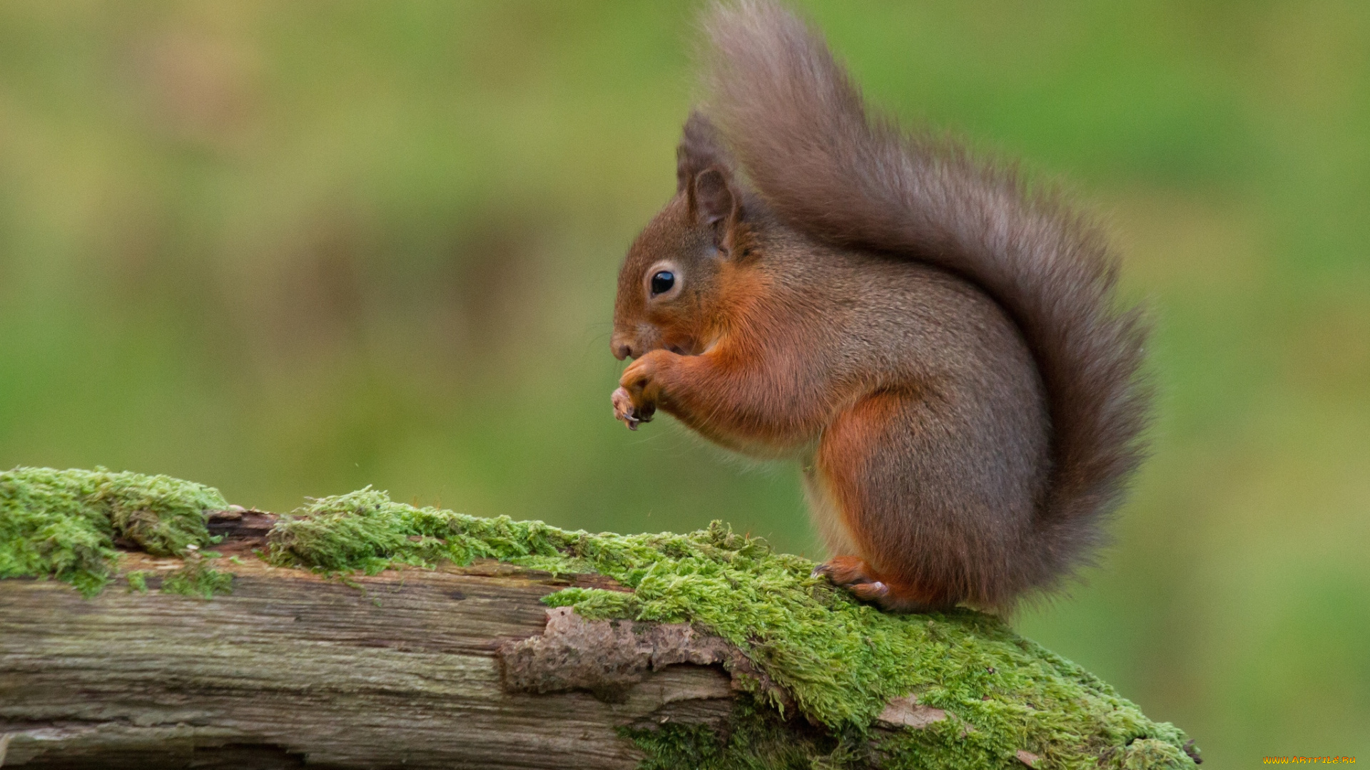 животные, белки, зверек, хвост