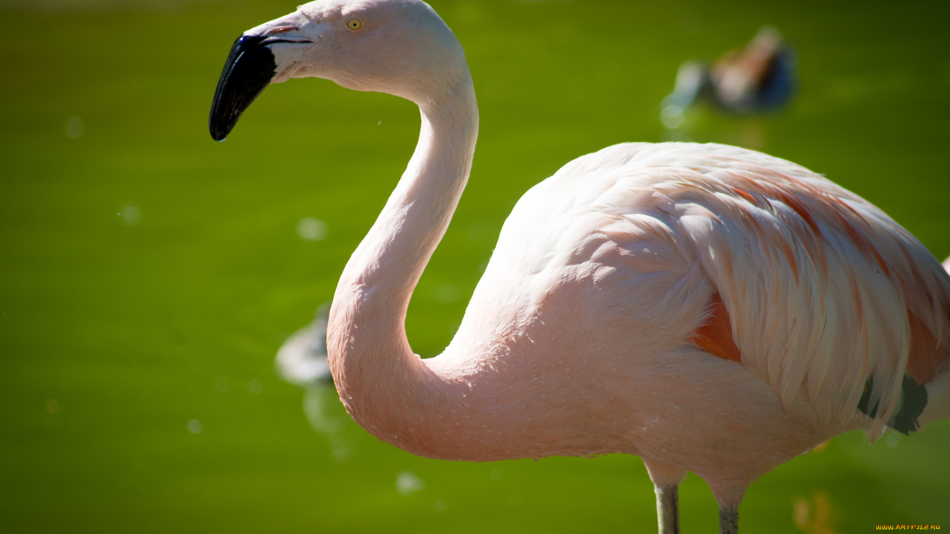 животные, фламинго, птица