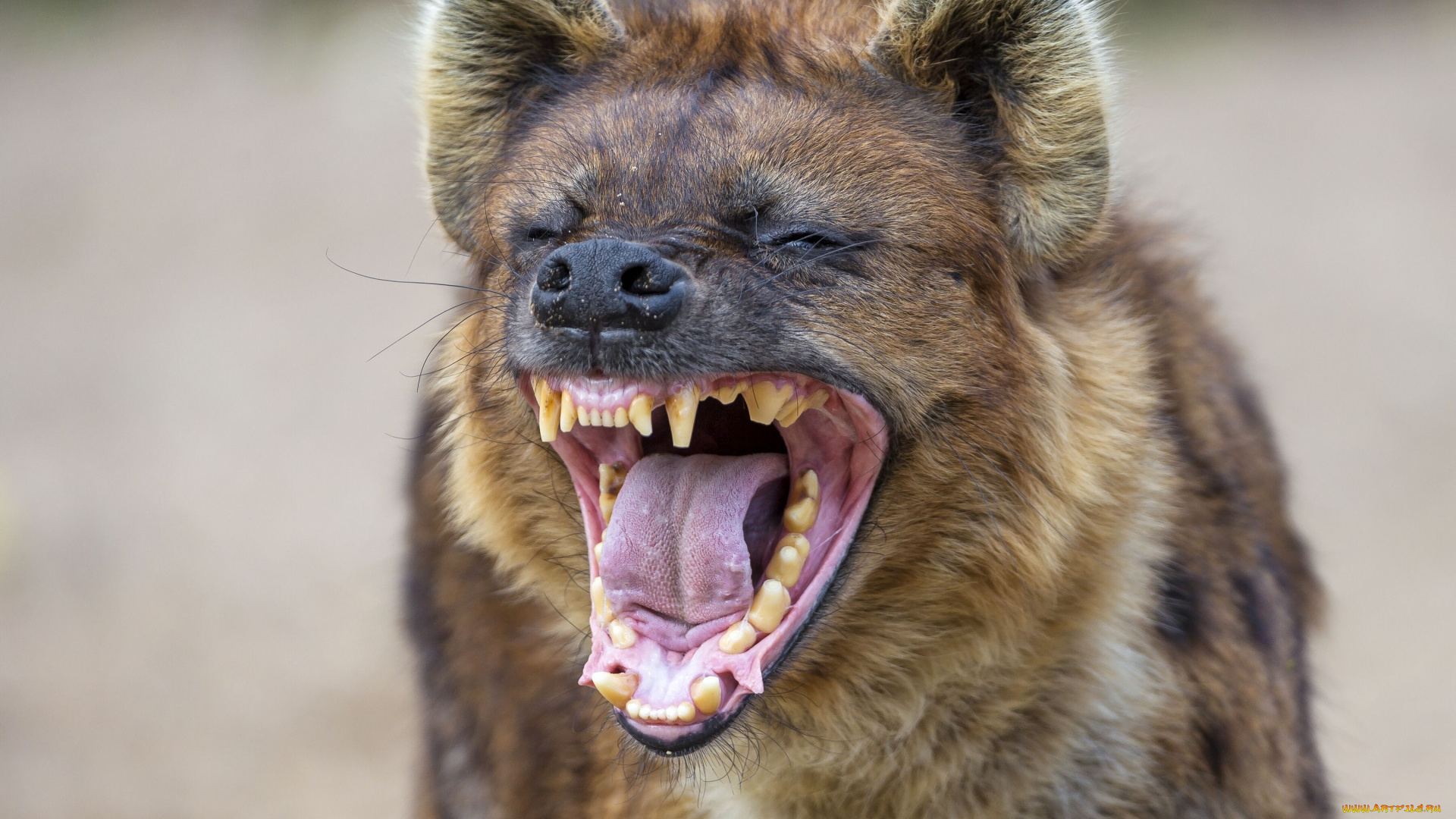 животные, гиены, гиеновые, собаки, пасть