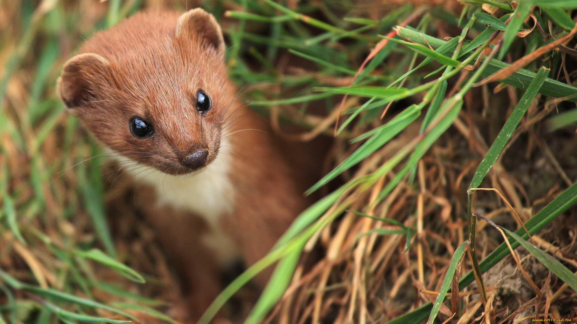 животные, хорьки, ласки, соболи, горностаи, куницы, горностай