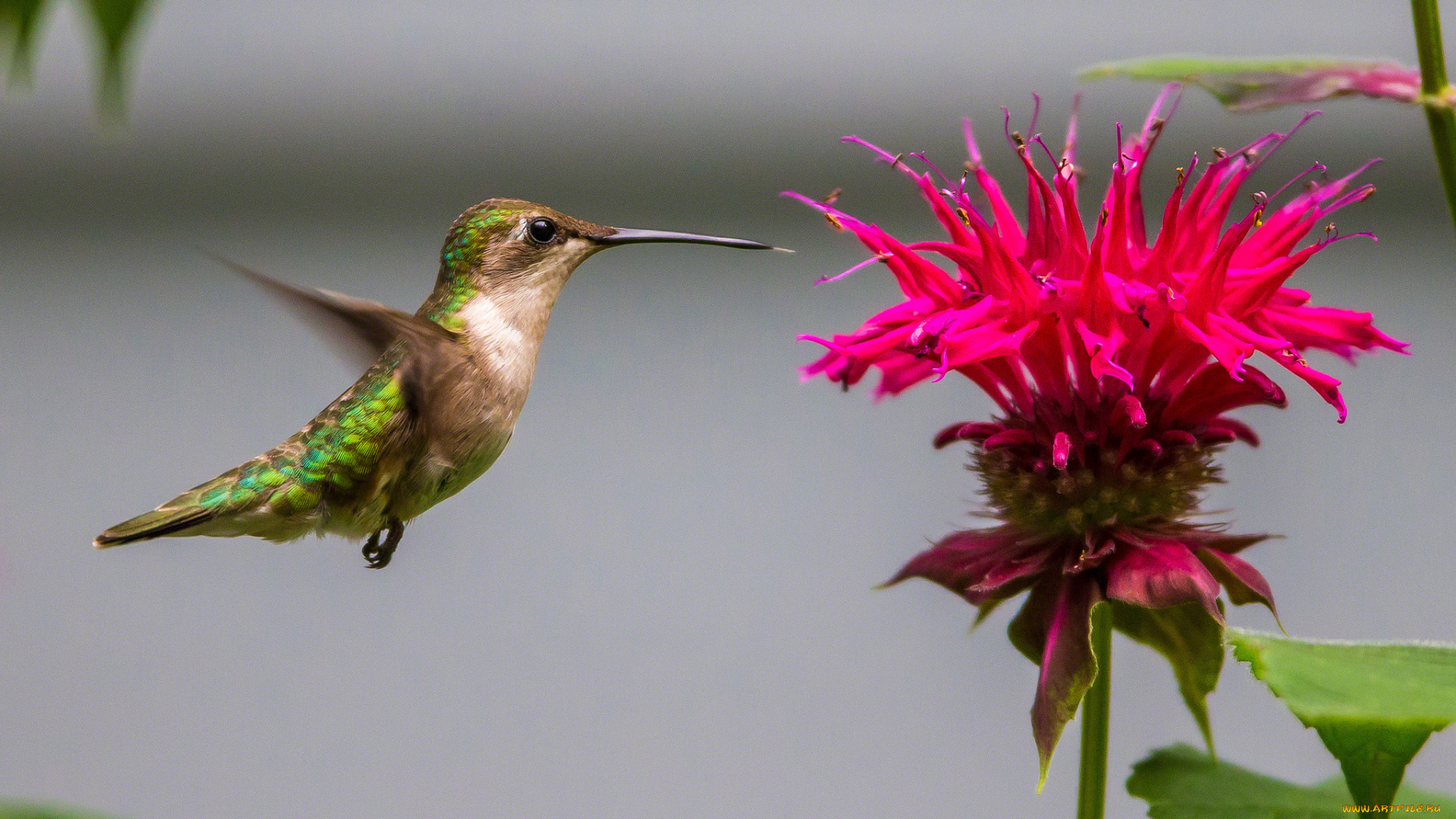 животные, колибри, цветок, кроха, полет