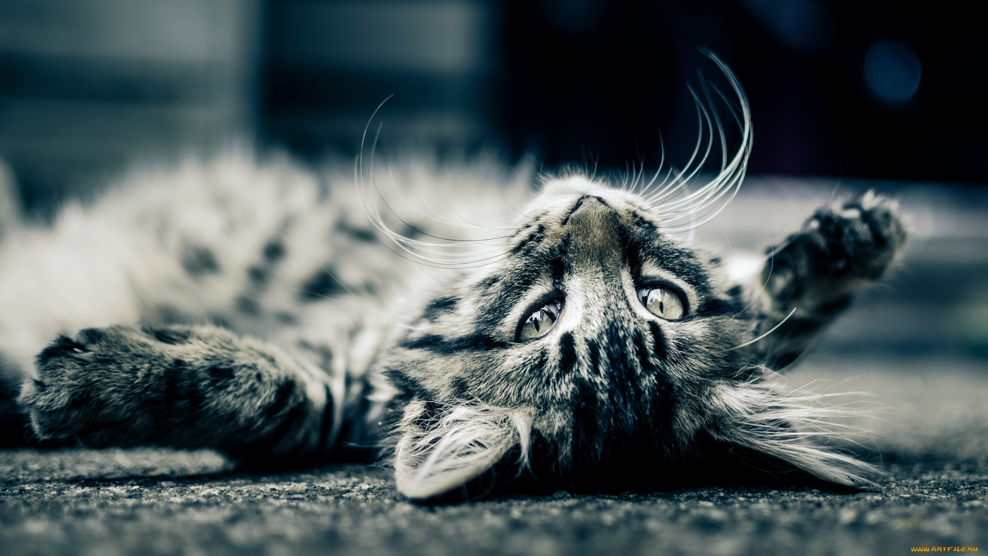 животные, коты, котейка, балдеж