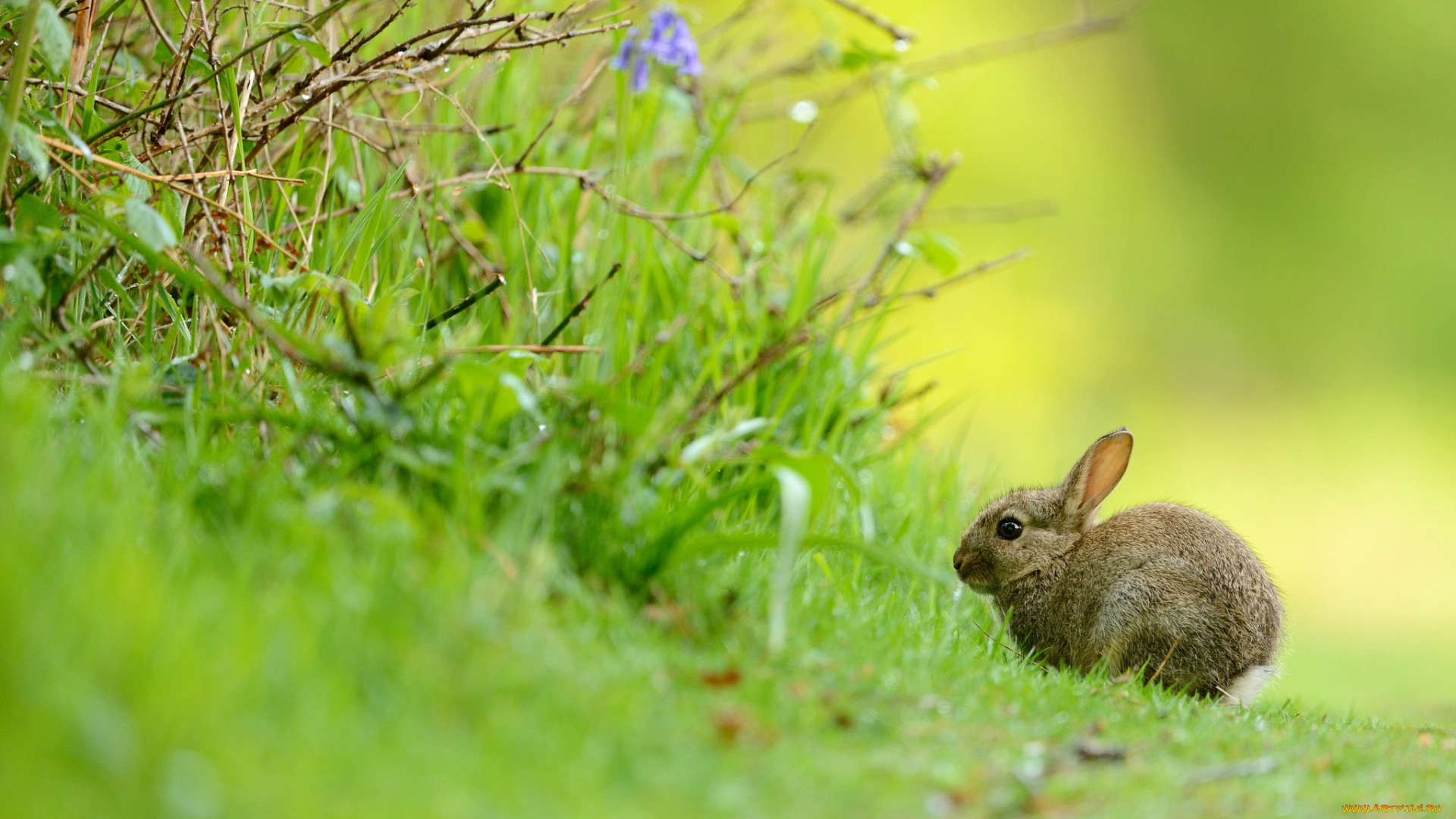 животные, кролики, зайцы, малыш