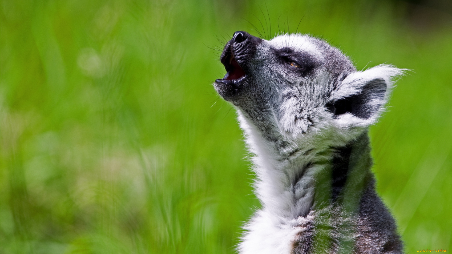 животные, лемуры, певец